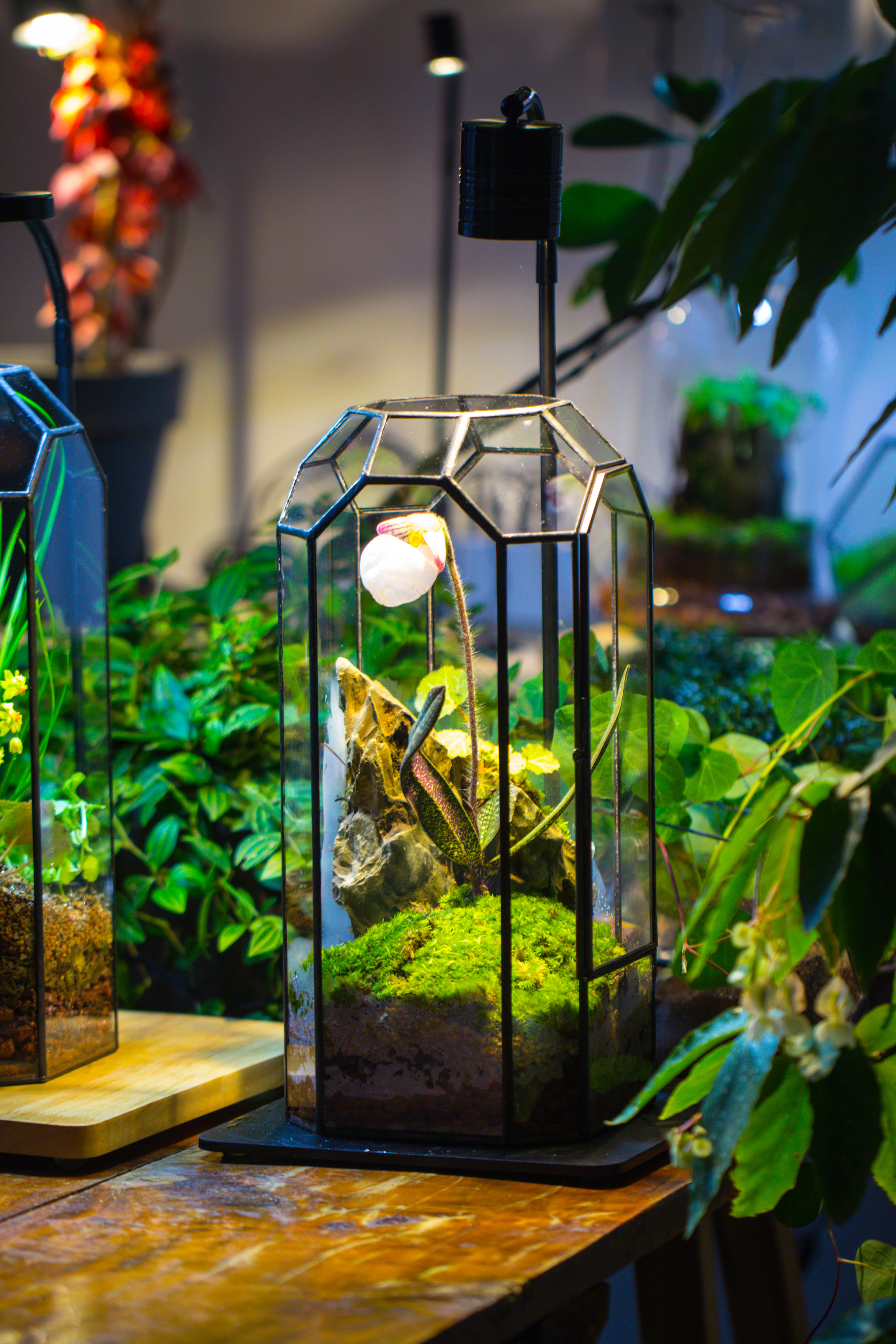 Vintage Tall Octagon Geometric Tin Glass Terrarium , 12.6" , close, suitable for tall plants, orchid, small begonia Pitcher, Micro landscape    -with warm light set - NCYPgarden