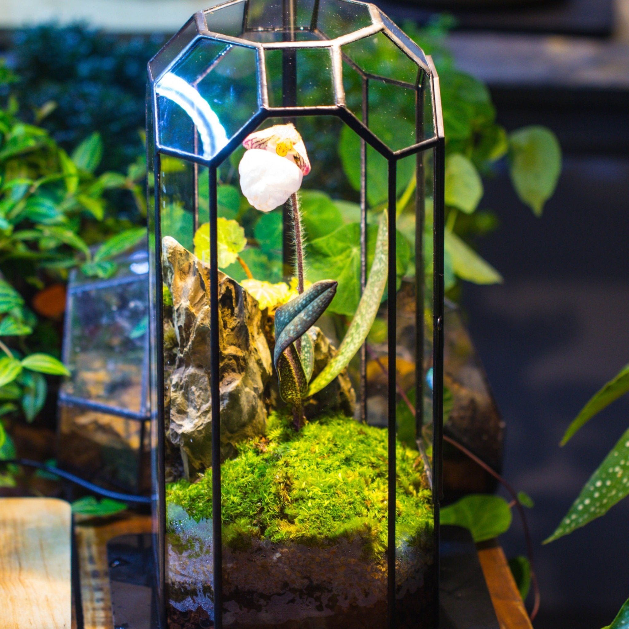 Vintage Tall Octagon Geometric Tin Glass Terrarium , 12.6" , close, suitable for tall plants, orchid, small begonia Pitcher, Micro landscape PG05B2 - NCYPgarden