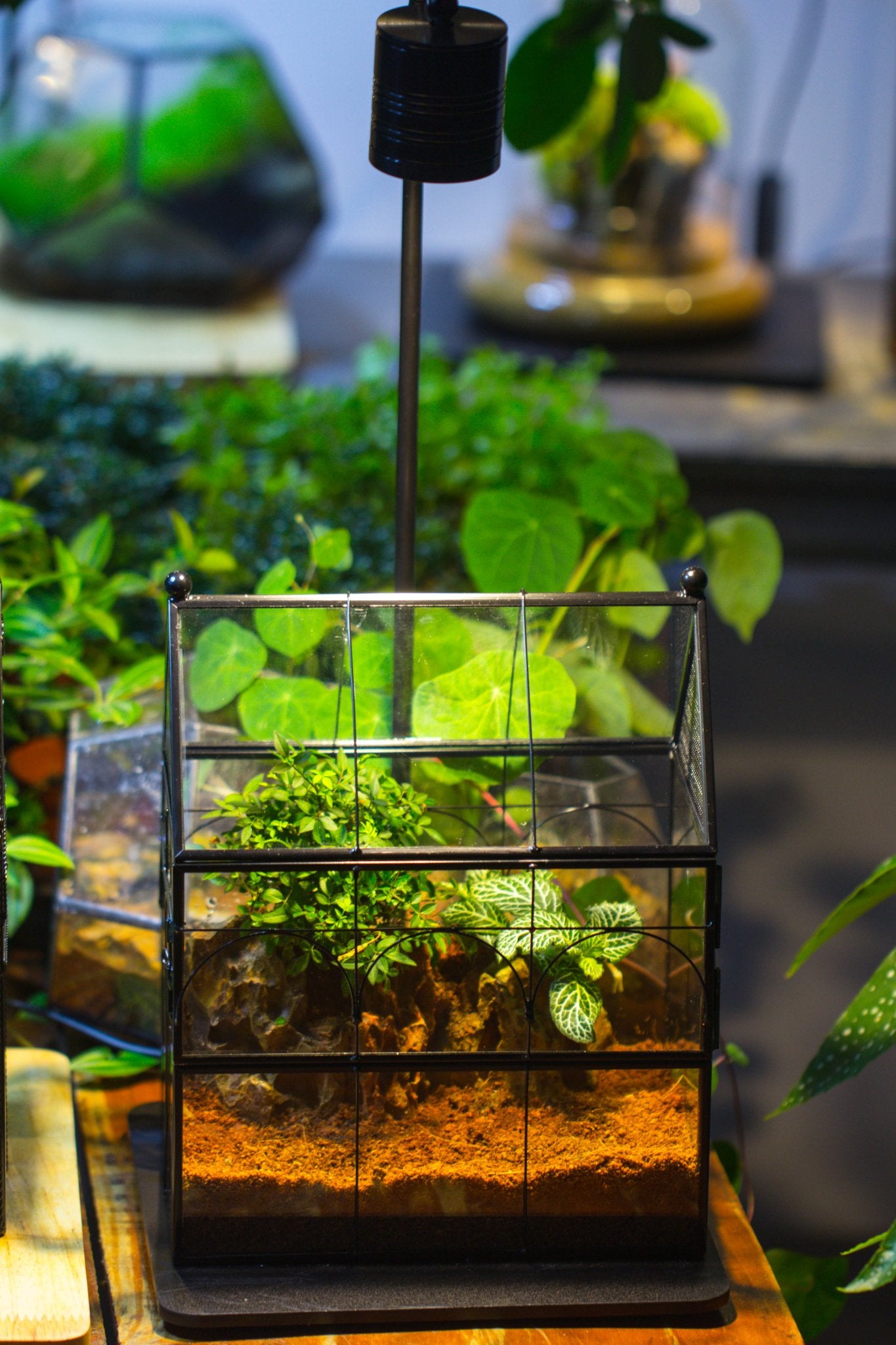 NCYP Vintage House Shape Glass Geometric Terrarium building set, with side door, with Mesh / vent holes for Insects Pet - NCYPgarden