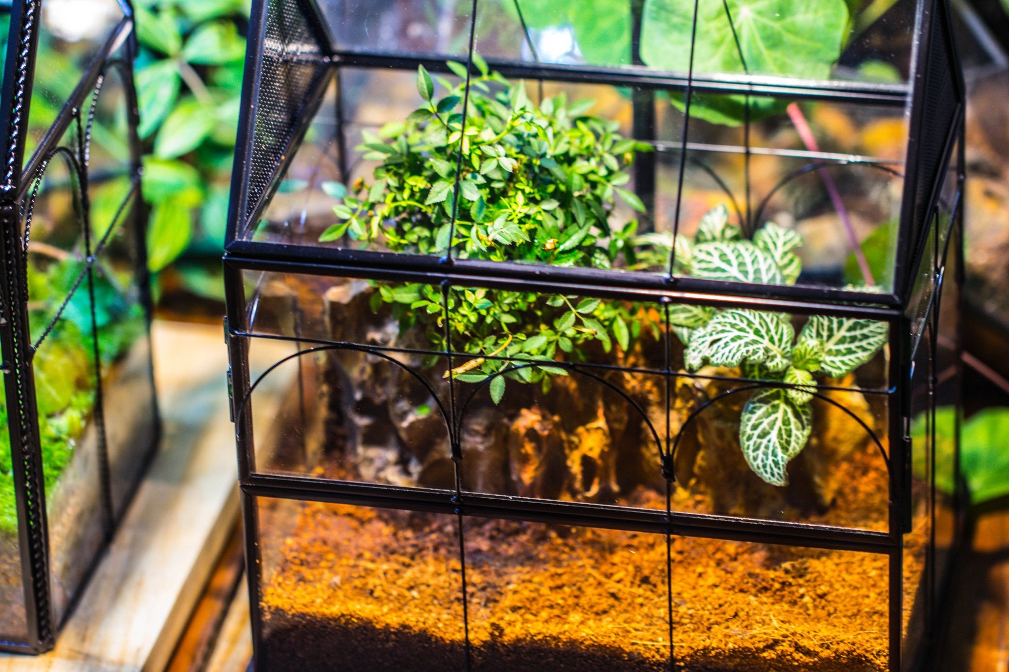 NCYP Vintage House Shape Glass Geometric Terrarium building set, with side door, with Mesh / vent holes for Insects Pet - NCYPgarden