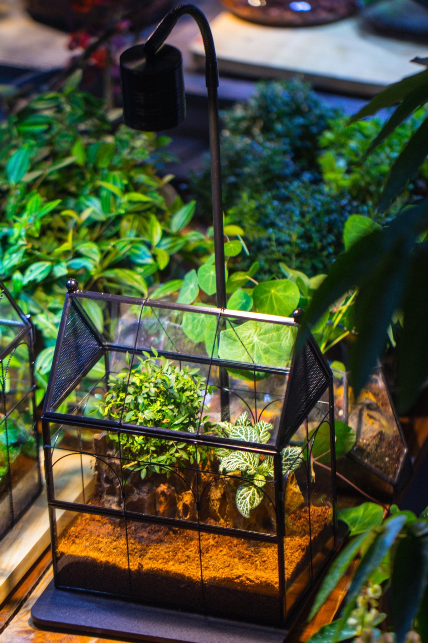 NCYP Vintage House Shape Glass Geometric Terrarium building set, with side door, with Mesh / vent holes for Insects Pet - NCYPgarden
