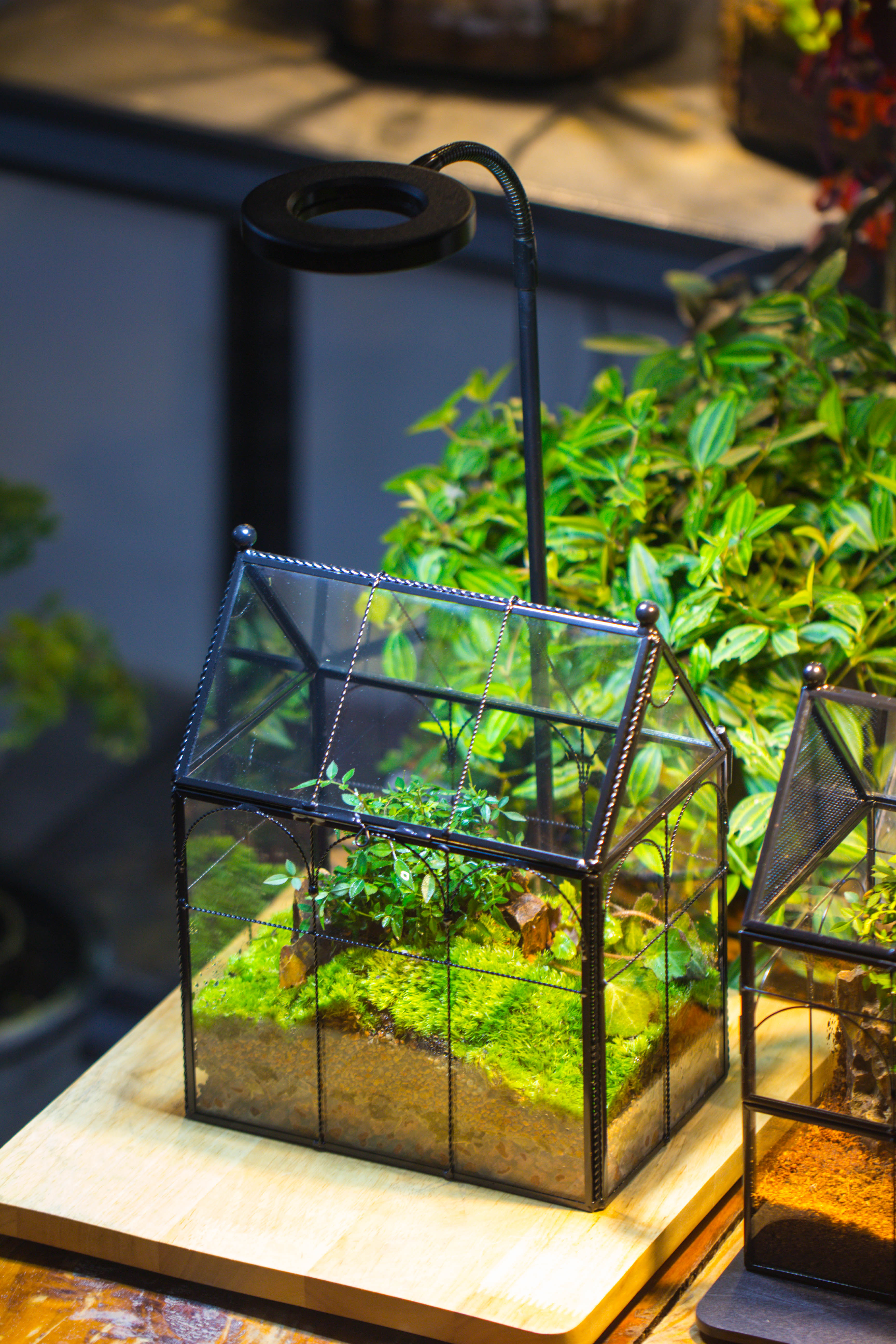 NCYP Tall Glass Geometric Terrarium Brass Twisted Brass Wire Decorated Black Vintage House Shape for Insect Snail Moss Succulents Cacti Air Plant - NCYPgarden