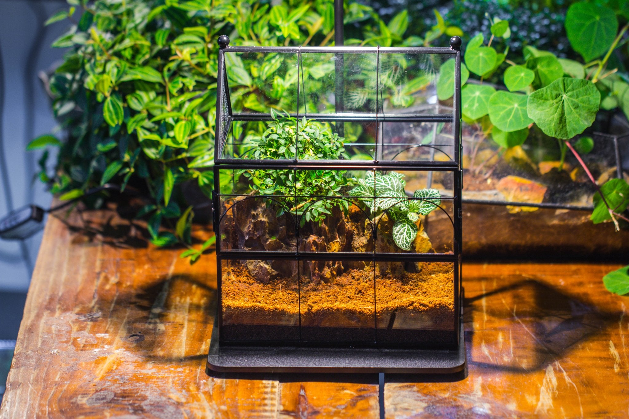 NCYP Vintage House Shape Glass Geometric Terrarium building set, with side door, with Mesh / vent holes for Insects Pet - NCYPgarden