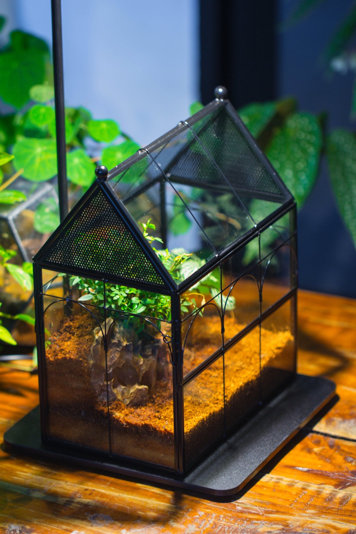 NCYP Vintage House Shape Glass Geometric Terrarium building set, with side door, with Mesh / vent holes for Insects Pet - NCYPgarden