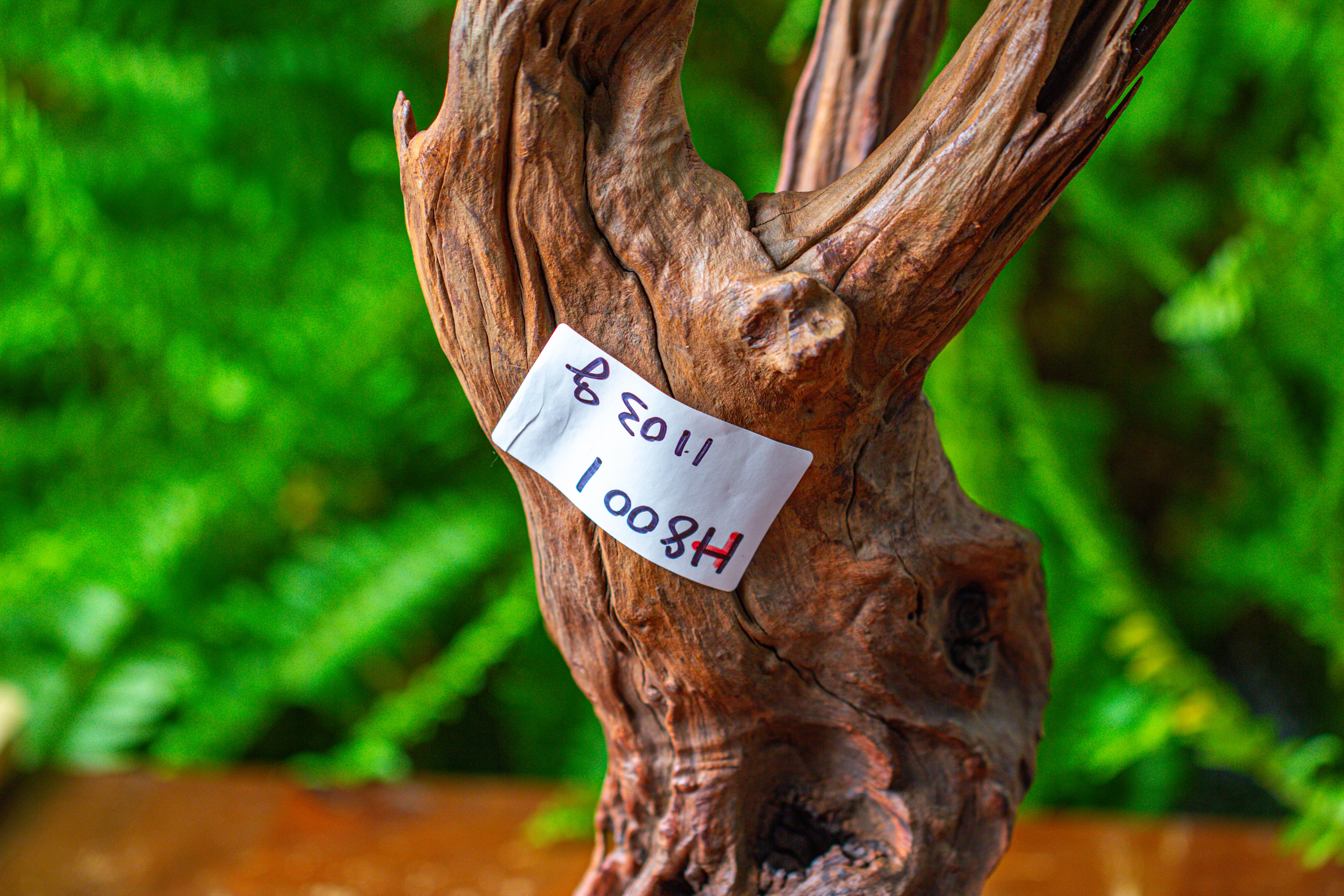 driftwood for moss terrarium, miniature, micro landscape, H8001 - NCYPgarden