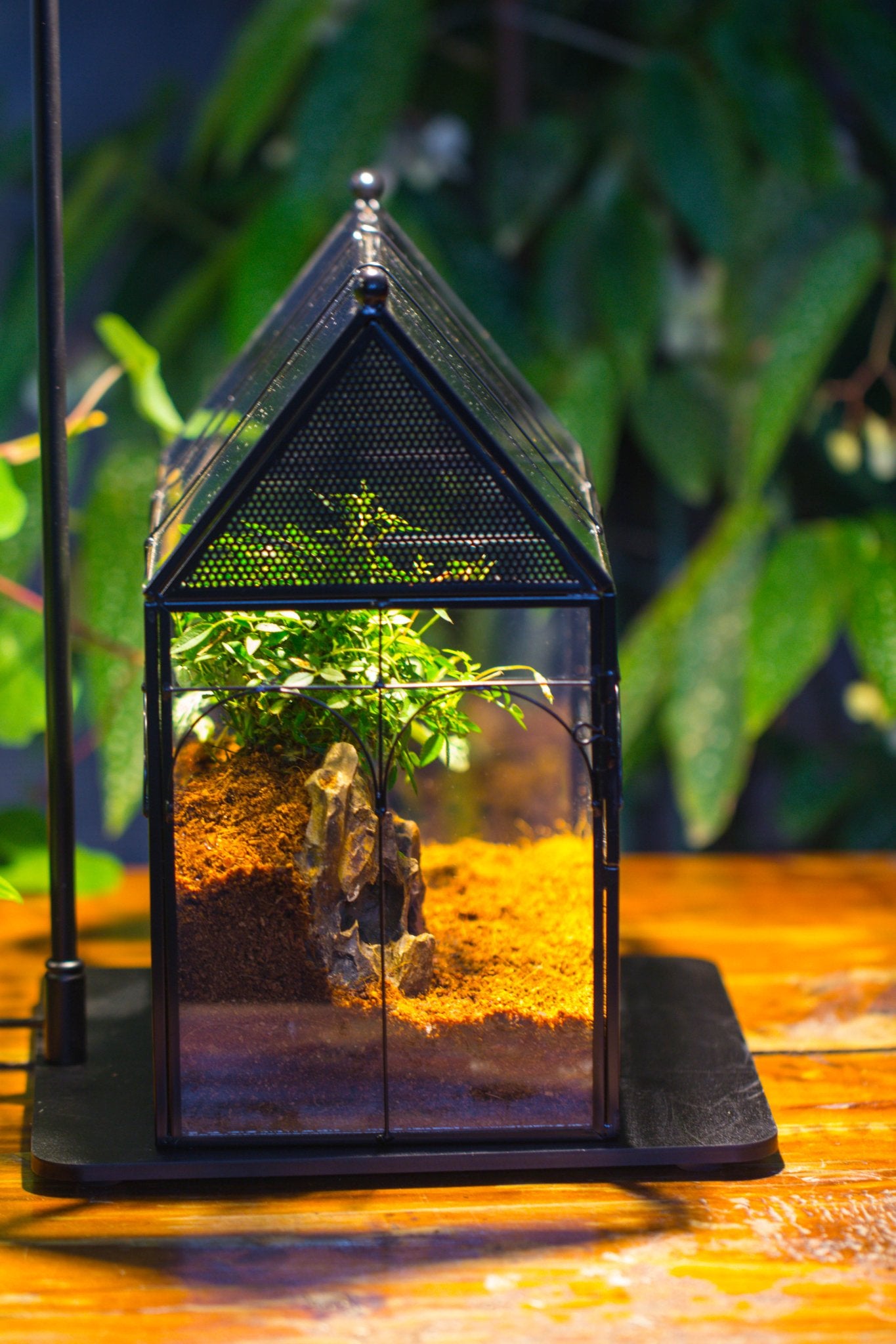 NCYP Vintage House Shape Glass Geometric Terrarium building set, with side door, with Mesh / vent holes for Insects Pet - NCYPgarden