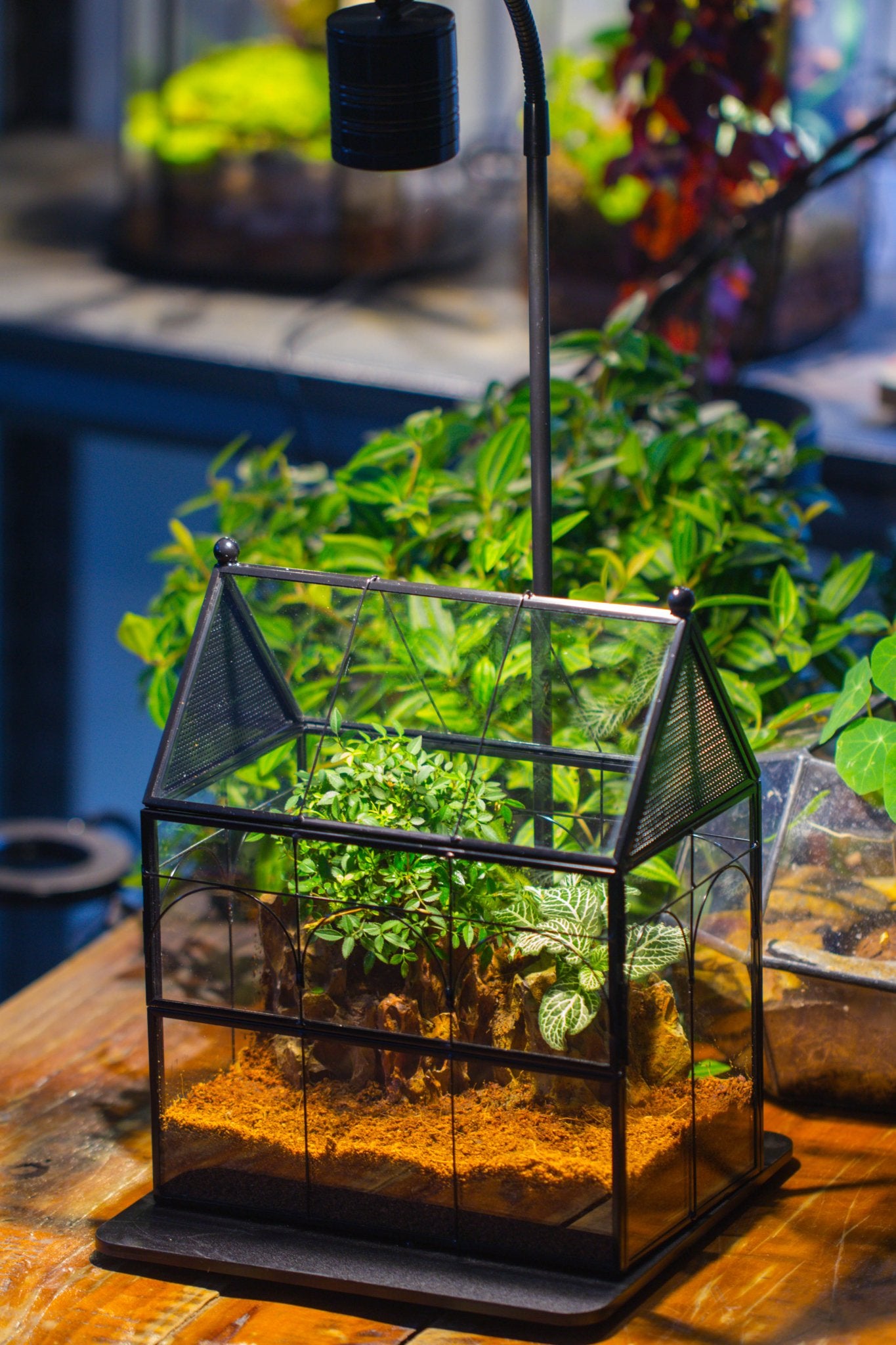 NCYP Vintage House Shape Glass Geometric Terrarium building set, with side door, with Mesh / vent holes for Insects Pet - NCYPgarden