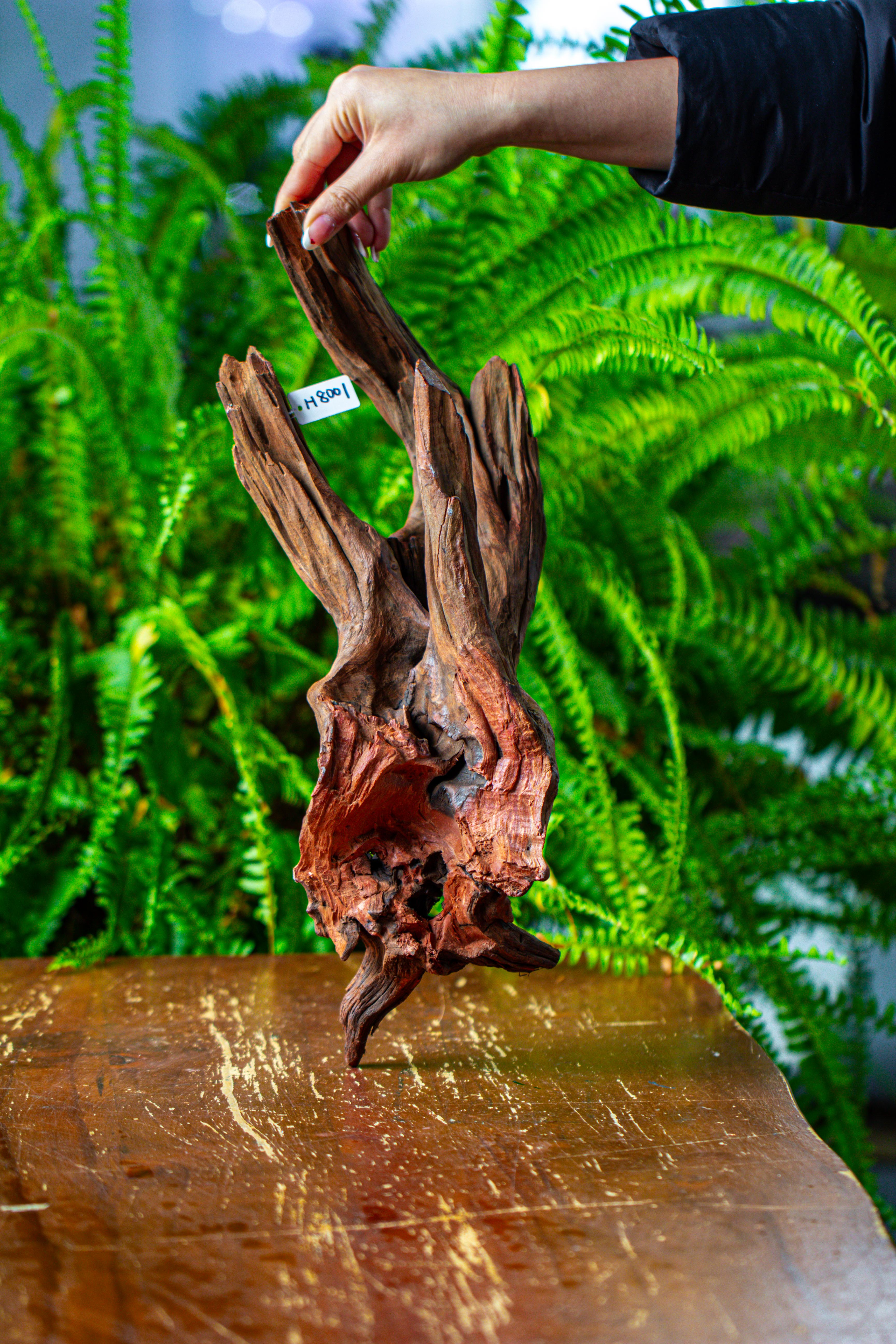 driftwood for moss terrarium, miniature, micro landscape, H8001 - NCYPgarden