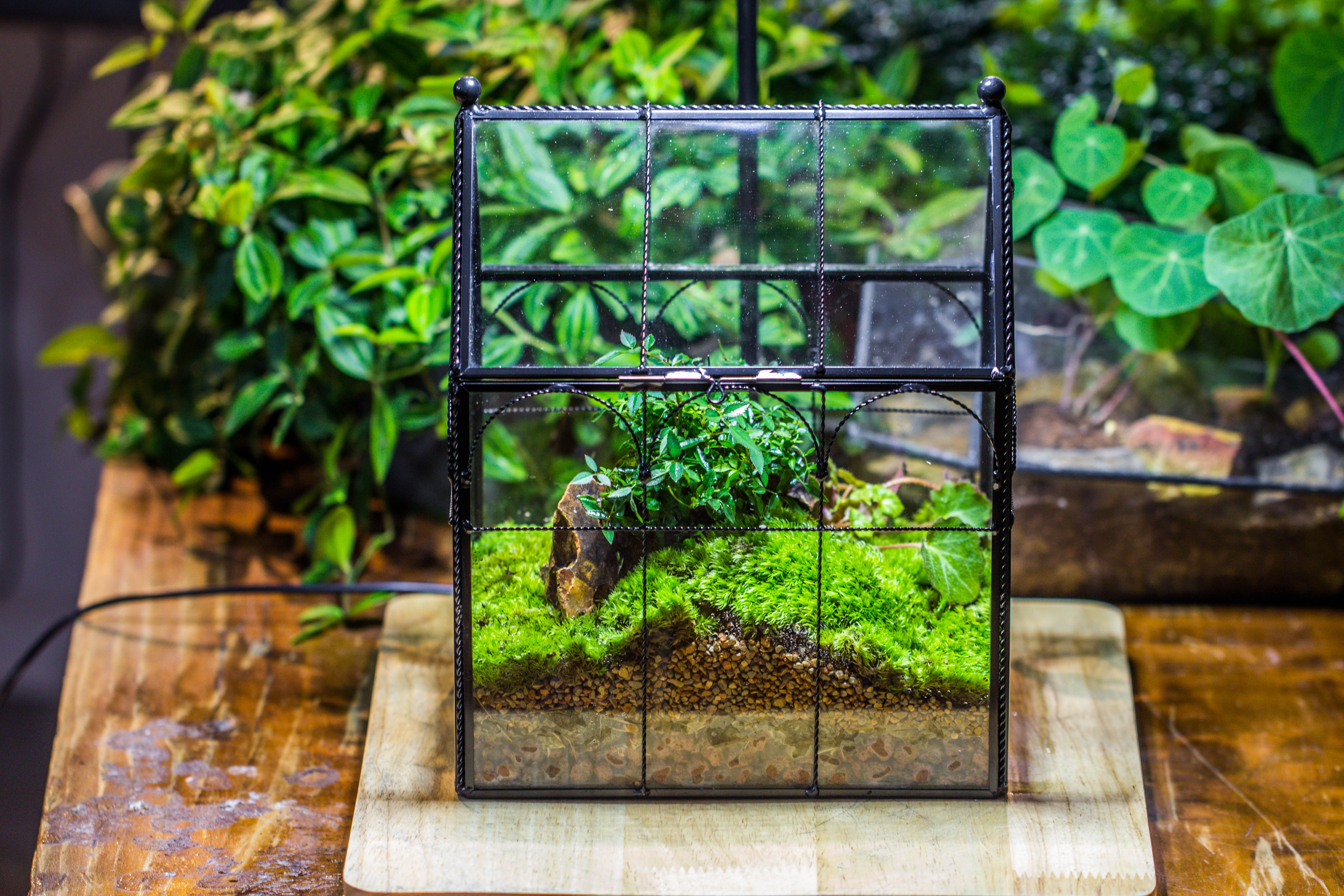 NCYP Tall Glass Geometric Terrarium Brass Twisted Brass Wire Decorated Black Vintage House Shape for Insect Snail Moss Succulents Cacti Air Plant - NCYPgarden