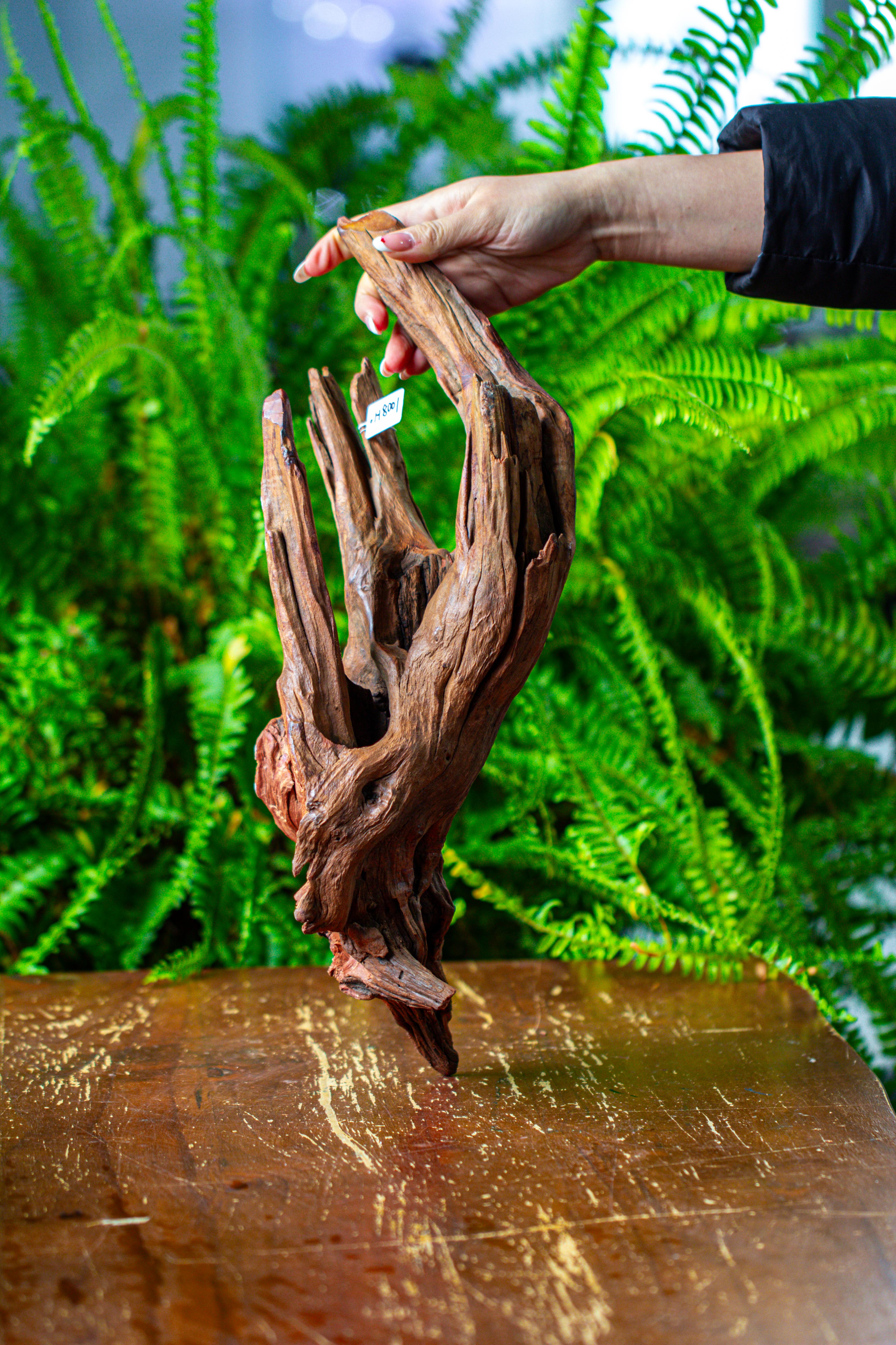 driftwood for moss terrarium, miniature, micro landscape, H8001 - NCYPgarden