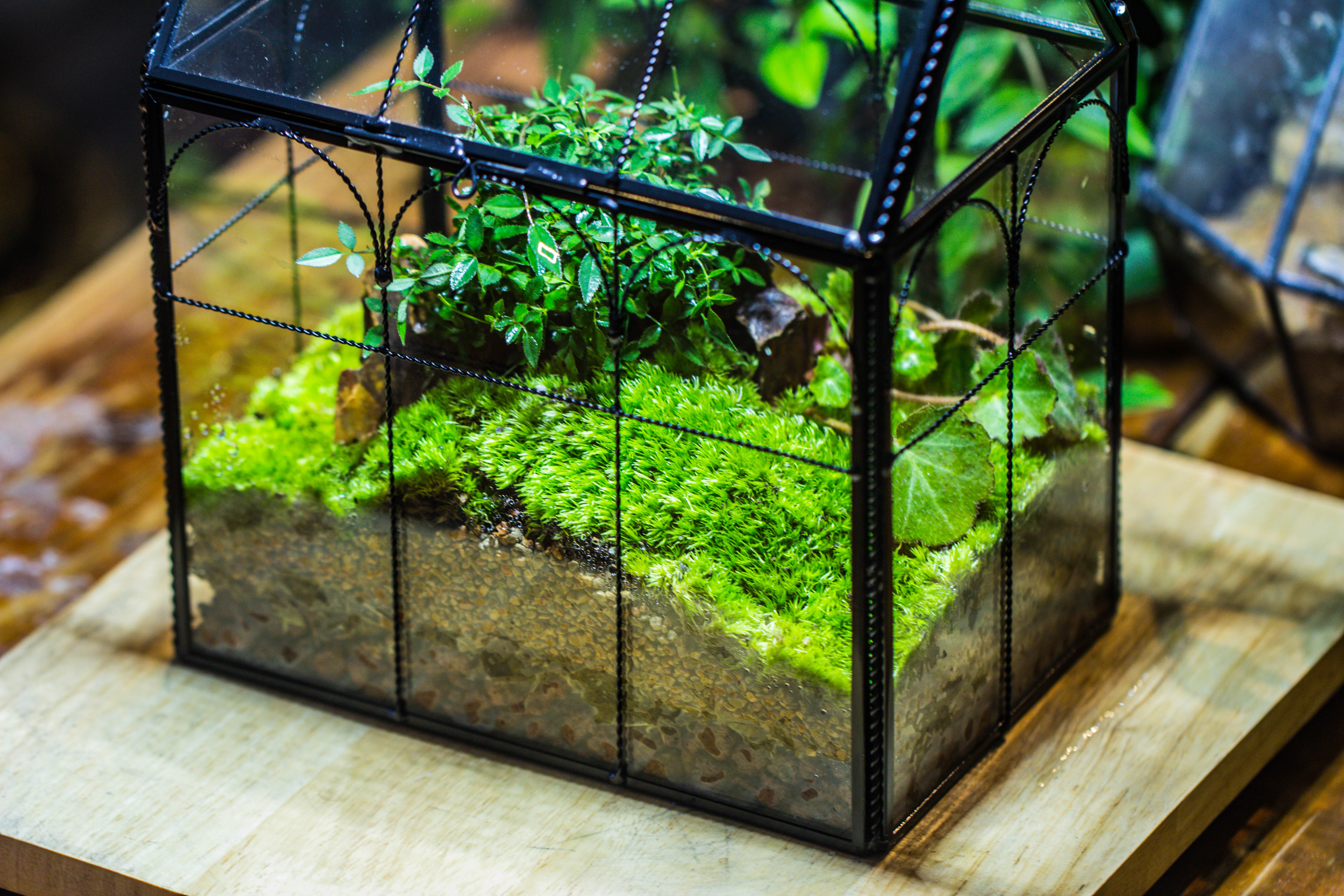 NCYP Tall Glass Geometric Terrarium Brass Twisted Brass Wire Decorated Black Vintage House Shape for Insect Snail Moss Succulents Cacti Air Plant - NCYPgarden