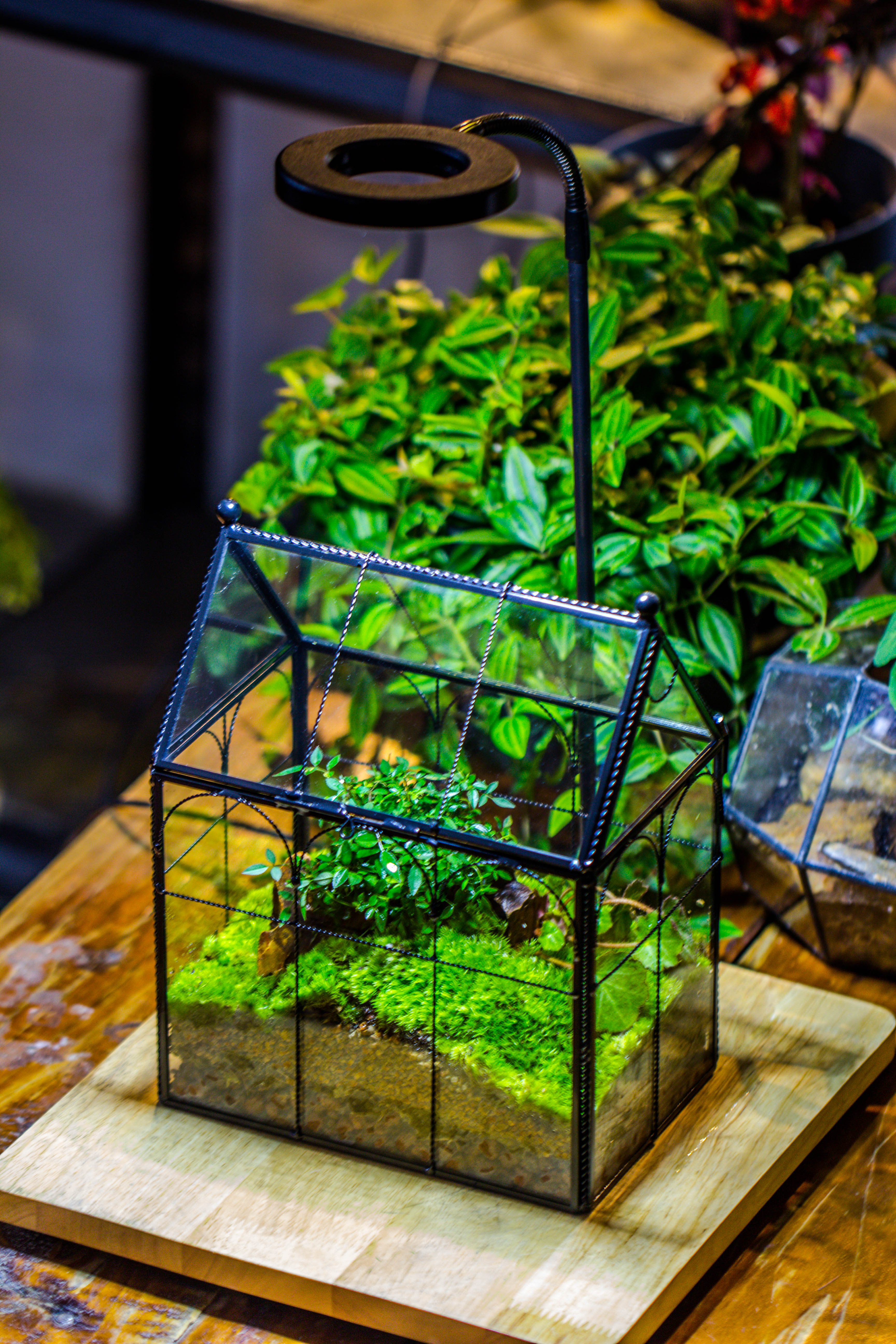 NCYP Tall Glass Geometric Terrarium Brass Twisted Brass Wire Decorated Black Vintage House Shape for Insect Snail Moss Succulents Cacti Air Plant - NCYPgarden