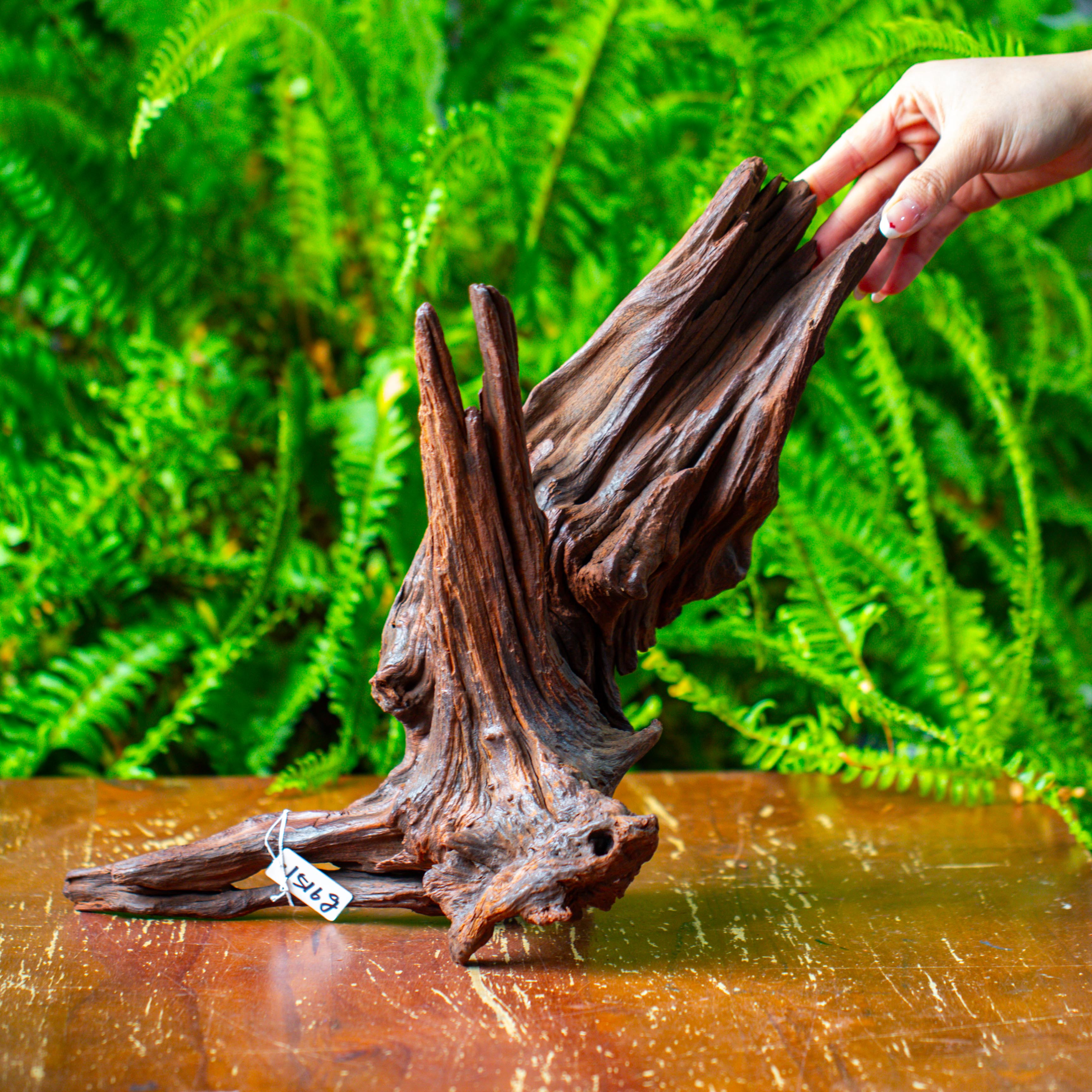 driftwood for moss terrarium, miniature, micro landscape, H8002 - NCYPgarden