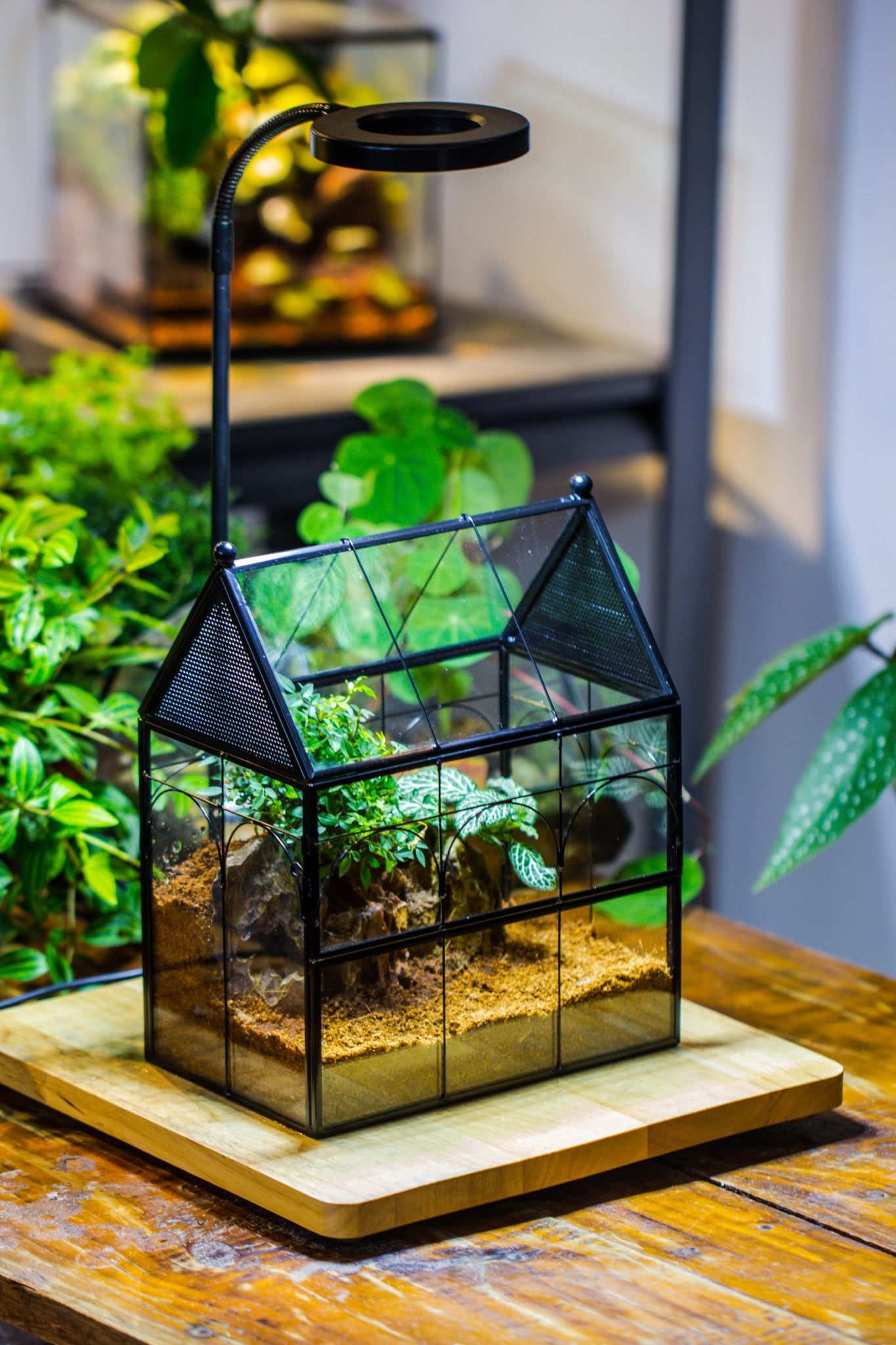 NCYP Vintage House Shape Glass Geometric Terrarium building set, with side door, with Mesh / vent holes for Insects Pet - NCYPgarden