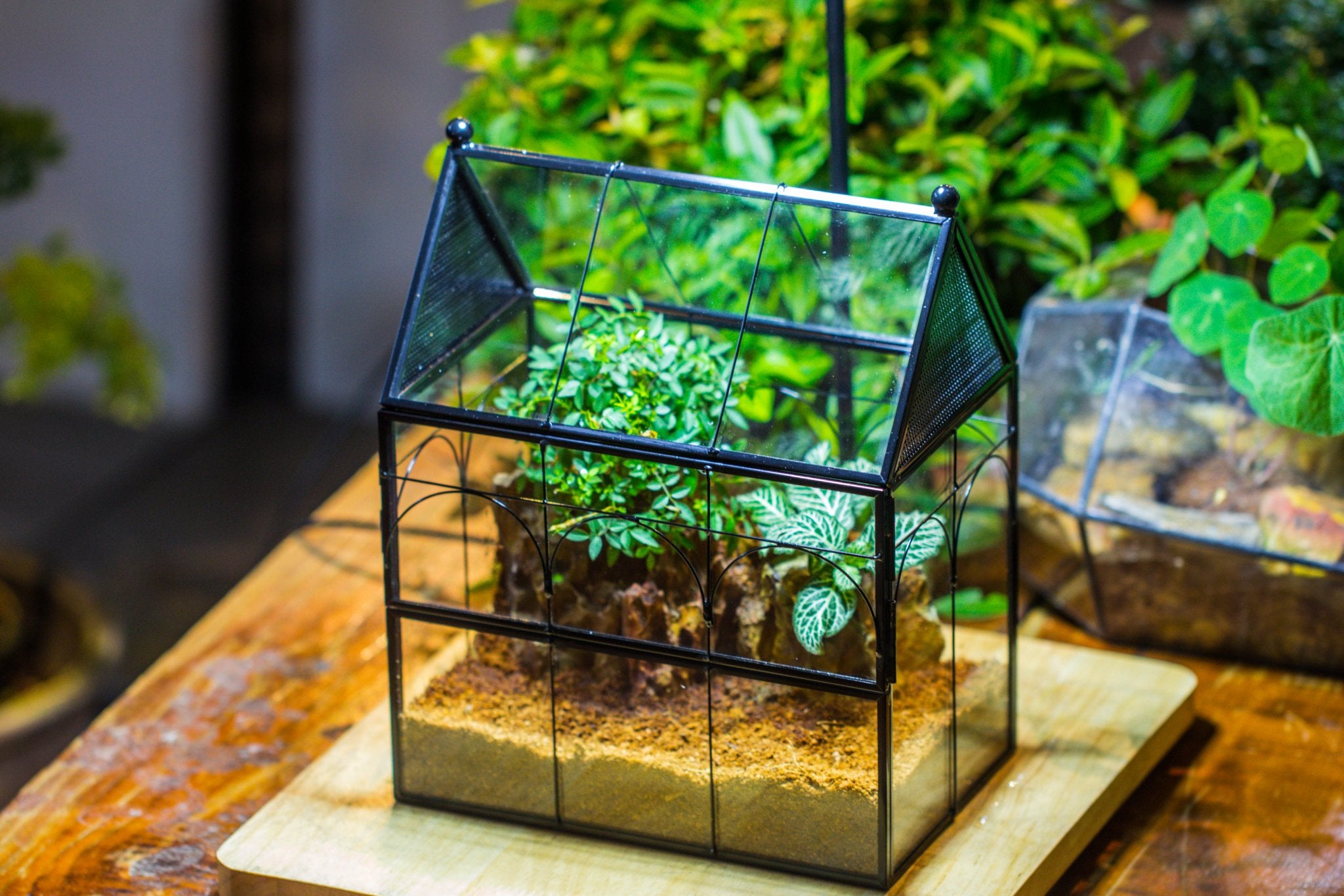 NCYP Vintage House Shape Glass Geometric Terrarium building set, with side door, with Mesh / vent holes for Insects Pet - NCYPgarden