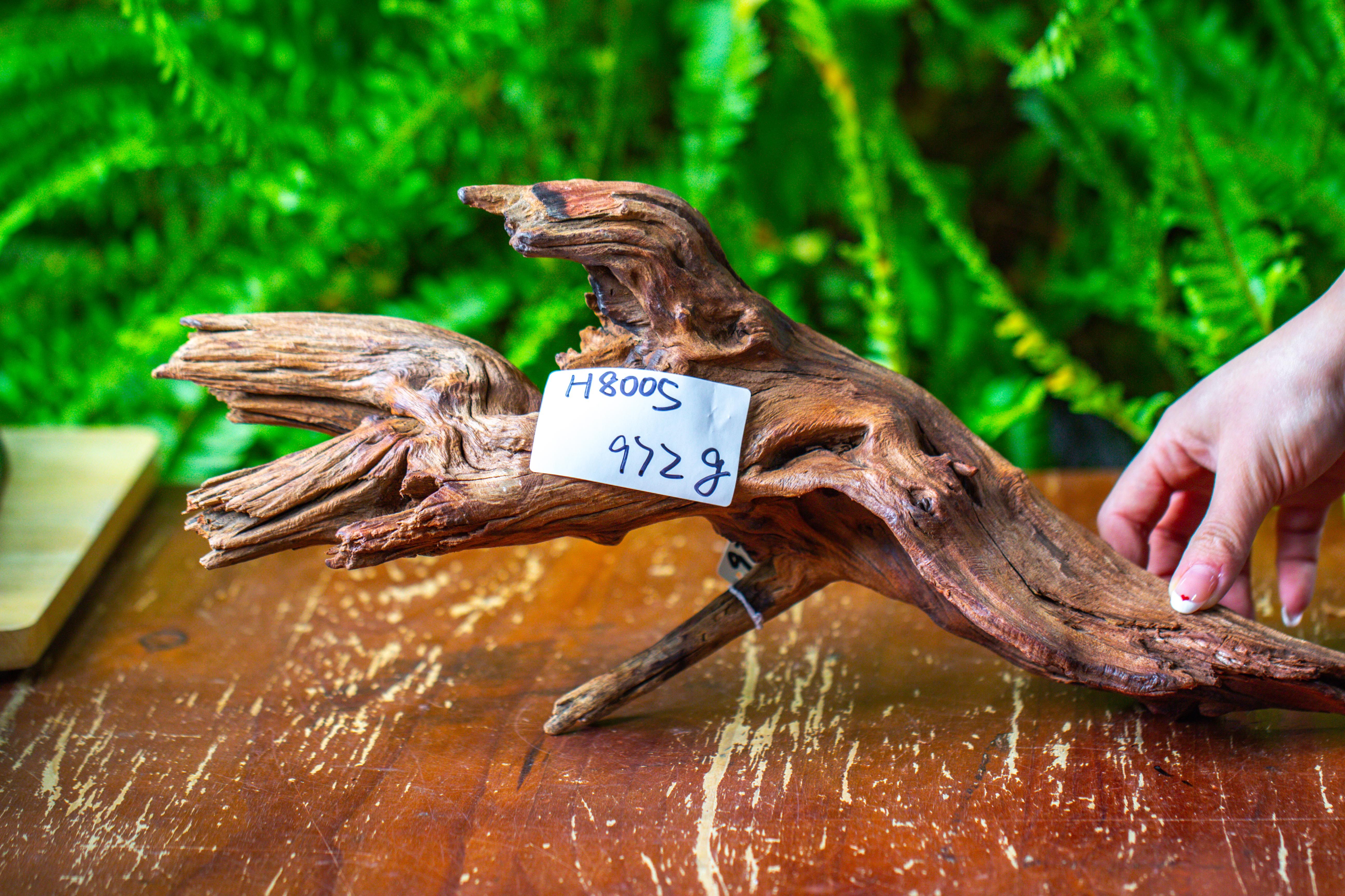 driftwood for moss terrarium, miniature, micro landscape, H8005 - NCYPgarden