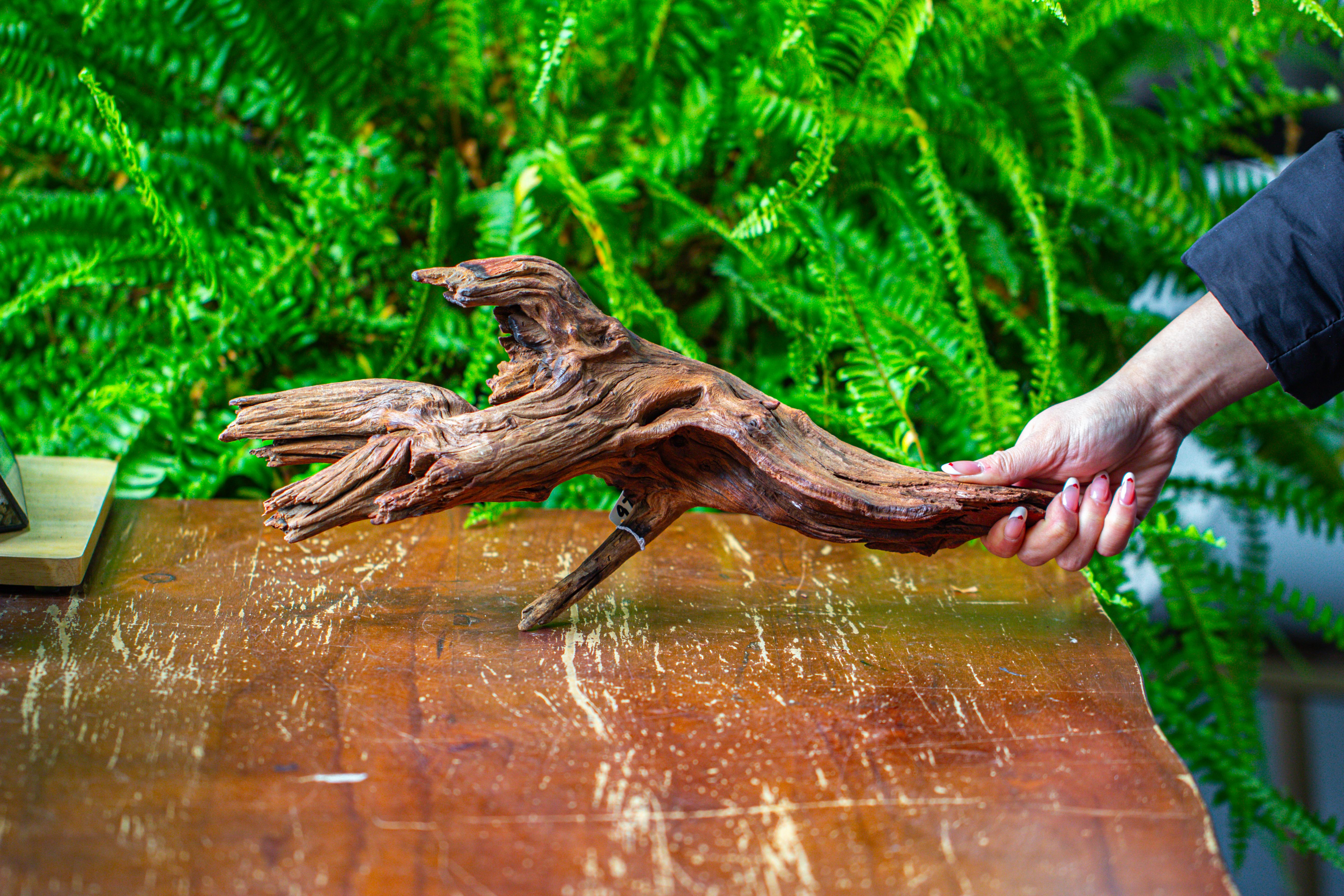 driftwood for moss terrarium, miniature, micro landscape, H8005 - NCYPgarden