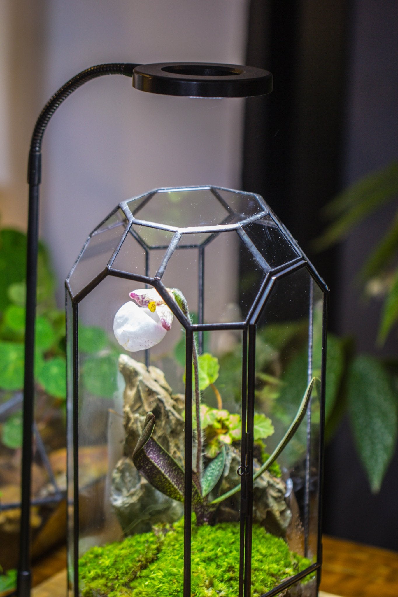 Vintage Tall Octagon Geometric Tin Glass Terrarium , 12.6" , close, suitable for tall plants, orchid, small begonia Pitcher, Micro landscape - with white light set - NCYPgarden