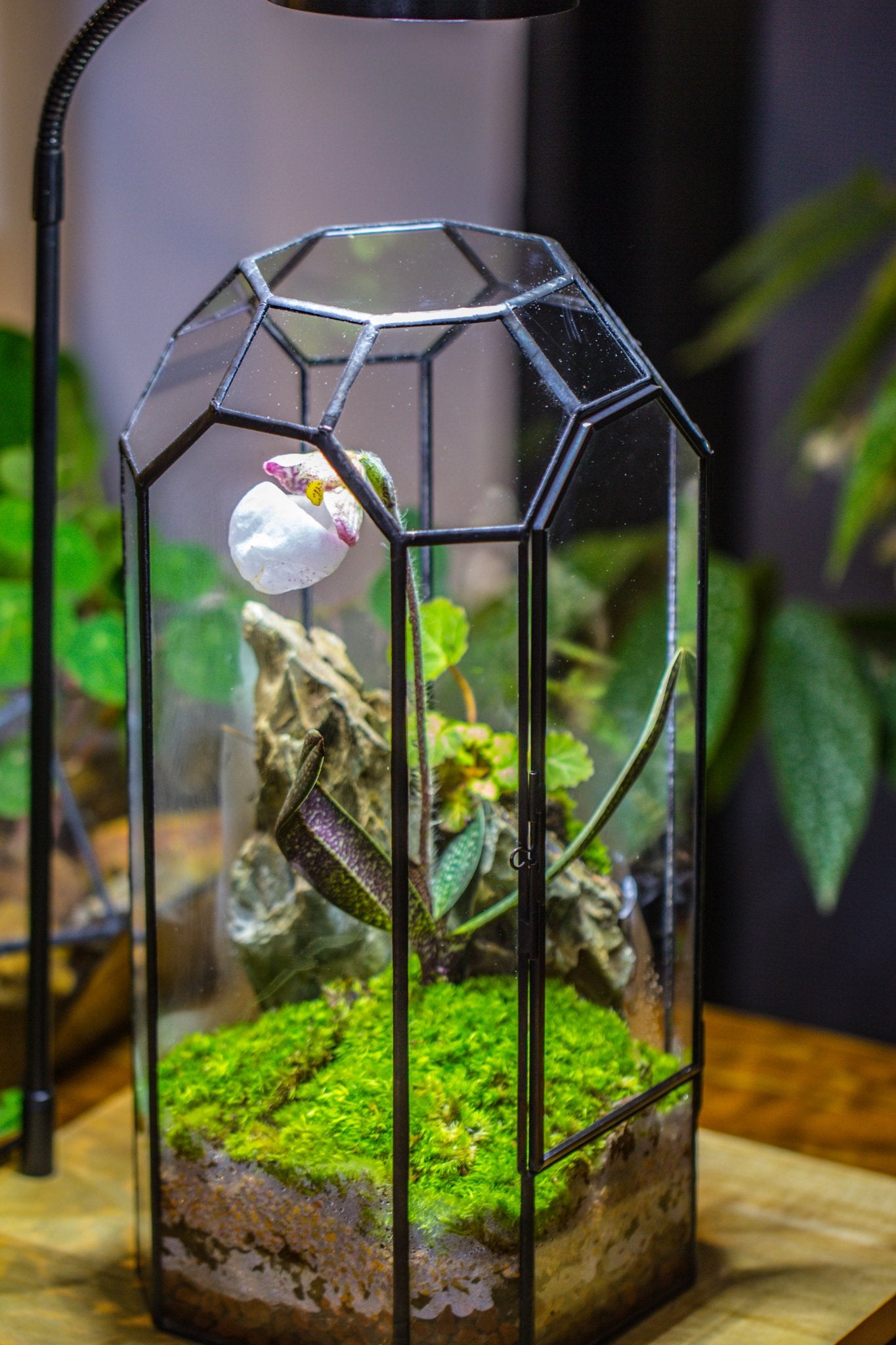 Vintage Tall Octagon Geometric Tin Glass Terrarium , 12.6" , close, suitable for tall plants, orchid, small begonia Pitcher, Micro landscape - with white light set - NCYPgarden