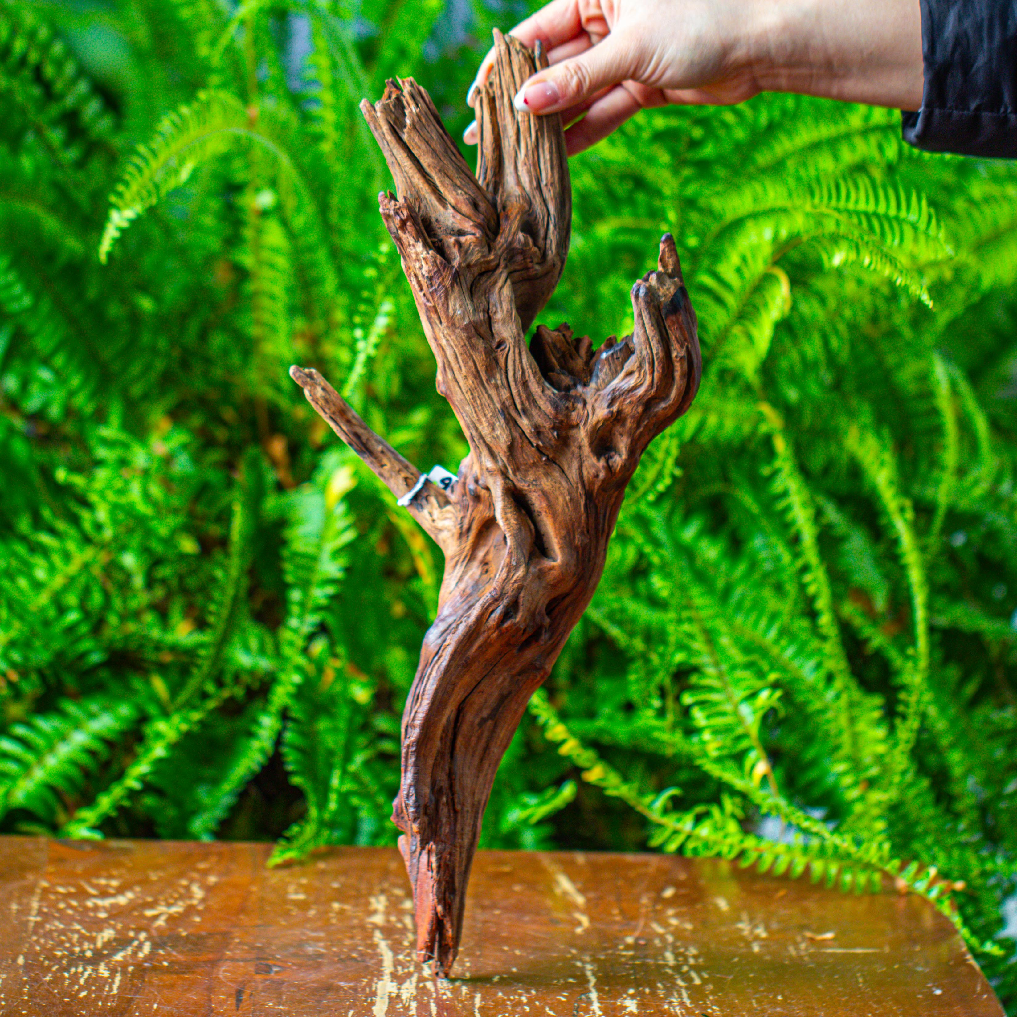 driftwood for moss terrarium, miniature, micro landscape, H8005 - NCYPgarden