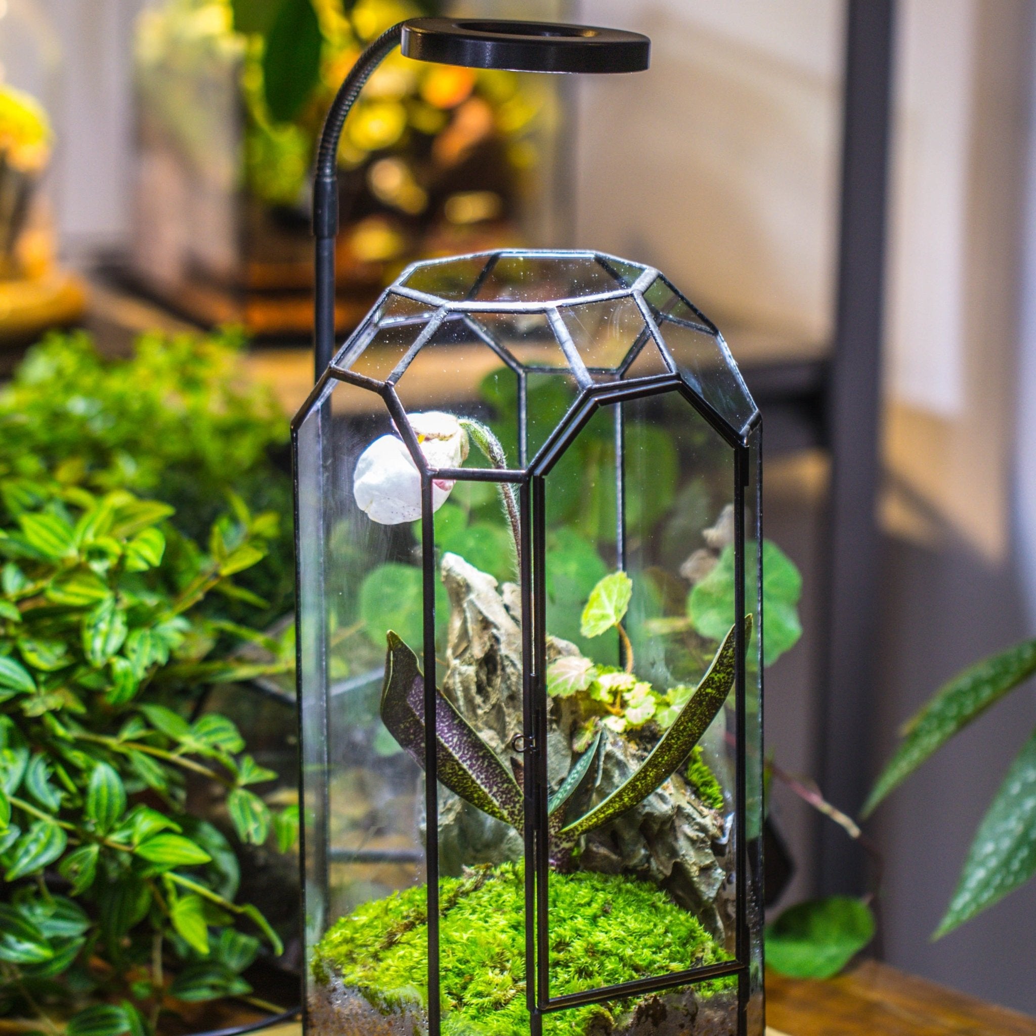 Vintage Tall Octagon Geometric Tin Glass Terrarium , 12.6" , close, suitable for tall plants, orchid, small begonia Pitcher, Micro landscape - with white light set - NCYPgarden