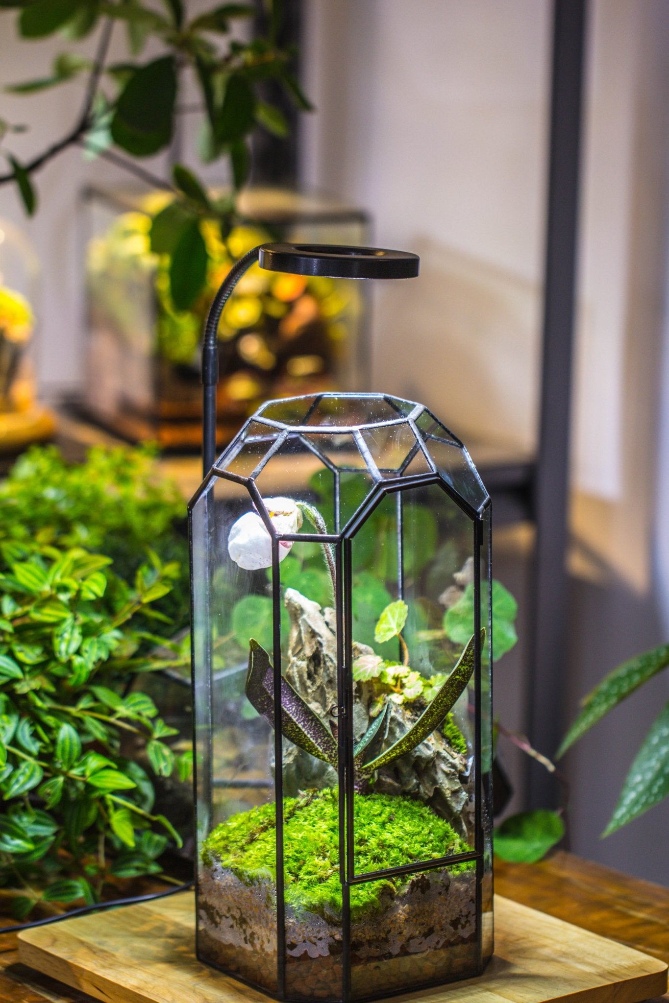 Vintage Tall Octagon Geometric Tin Glass Terrarium , 12.6" , close, suitable for tall plants, orchid, small begonia Pitcher, Micro landscape PG05B2 - NCYPgarden