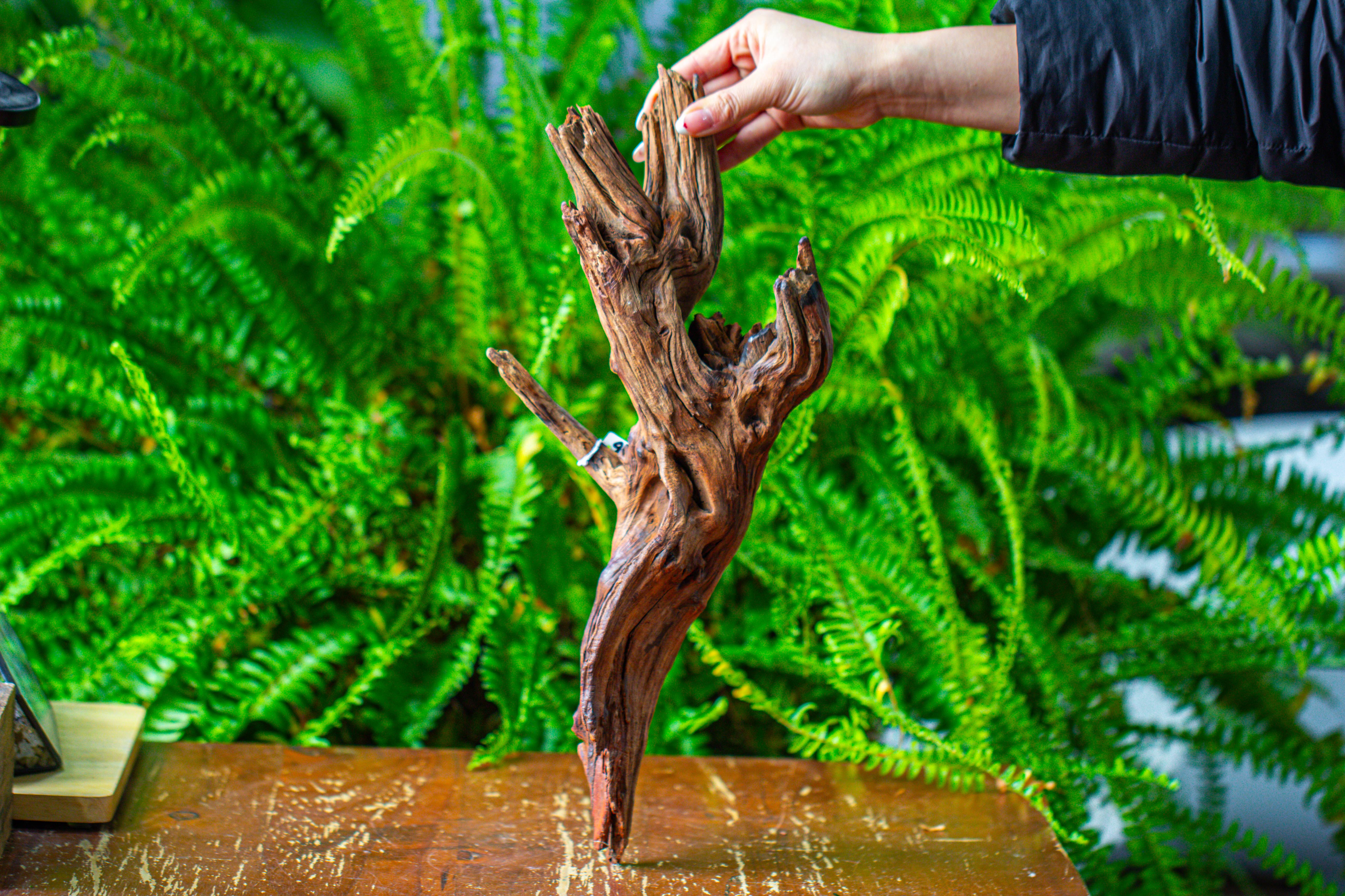 driftwood for moss terrarium, miniature, micro landscape, H8005 - NCYPgarden