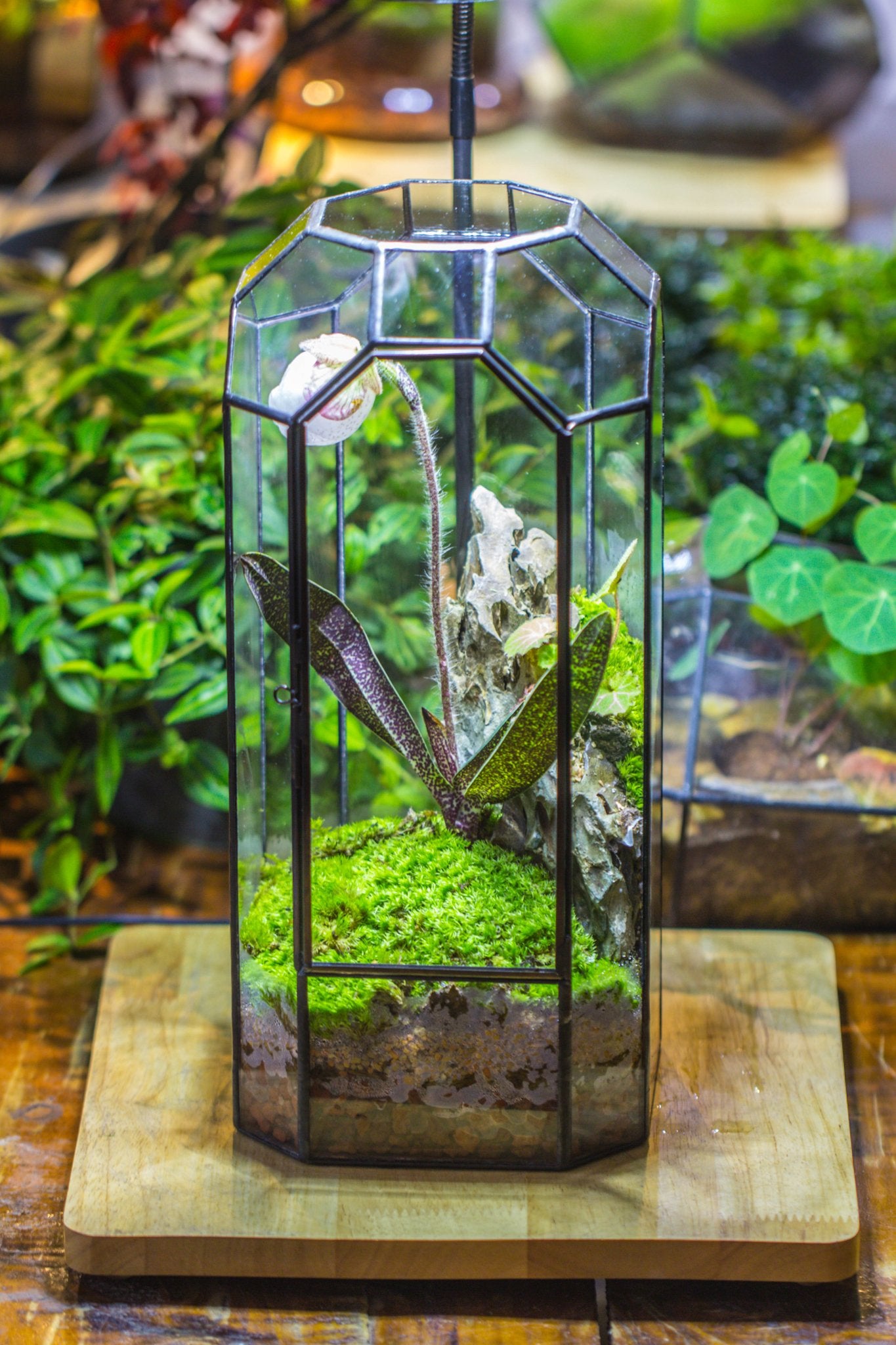 Vintage Tall Octagon Geometric Tin Glass Terrarium , 12.6" , close, suitable for tall plants, orchid, small begonia Pitcher, Micro landscape - with white light set - NCYPgarden