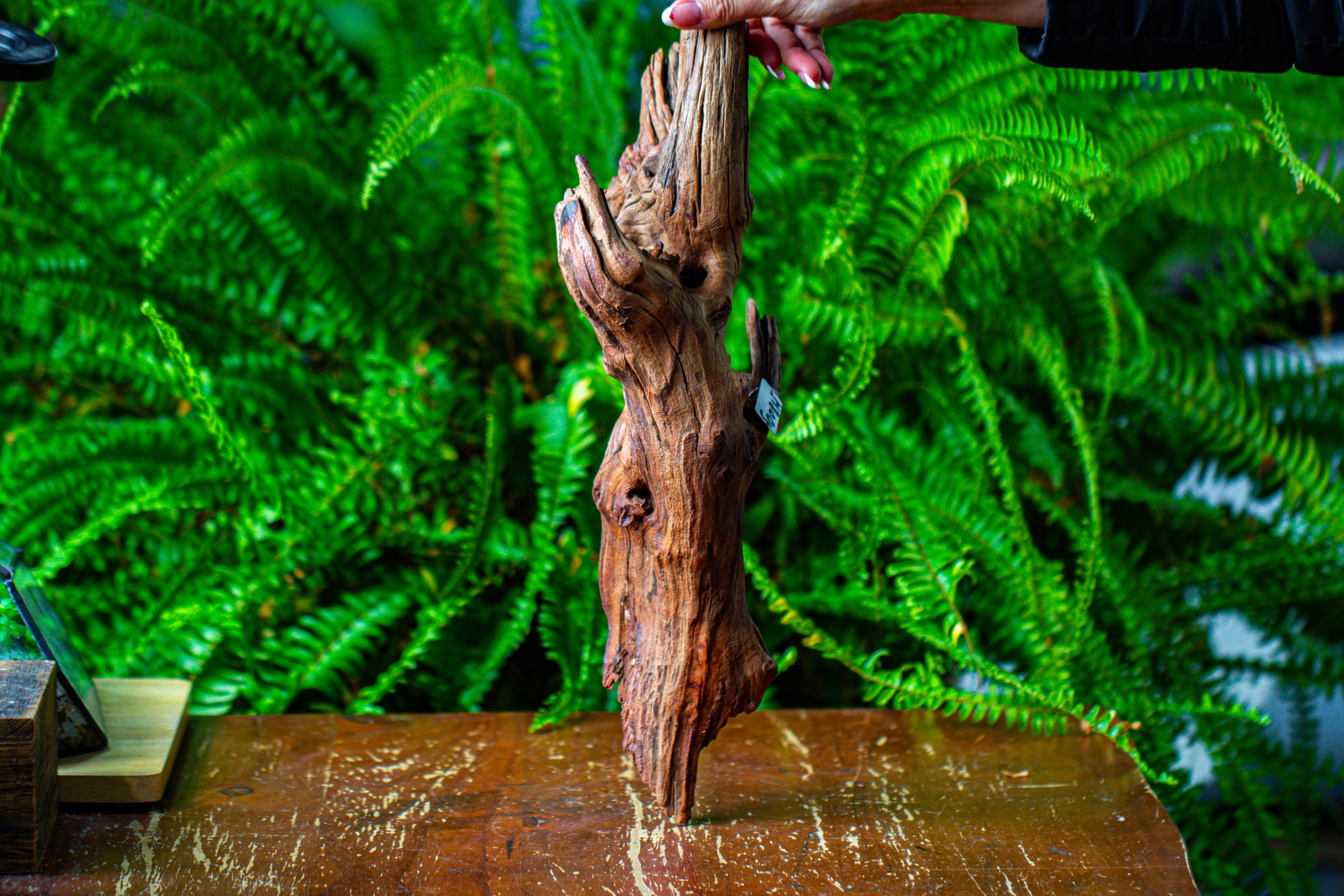 driftwood for moss terrarium, miniature, micro landscape, H8005 - NCYPgarden