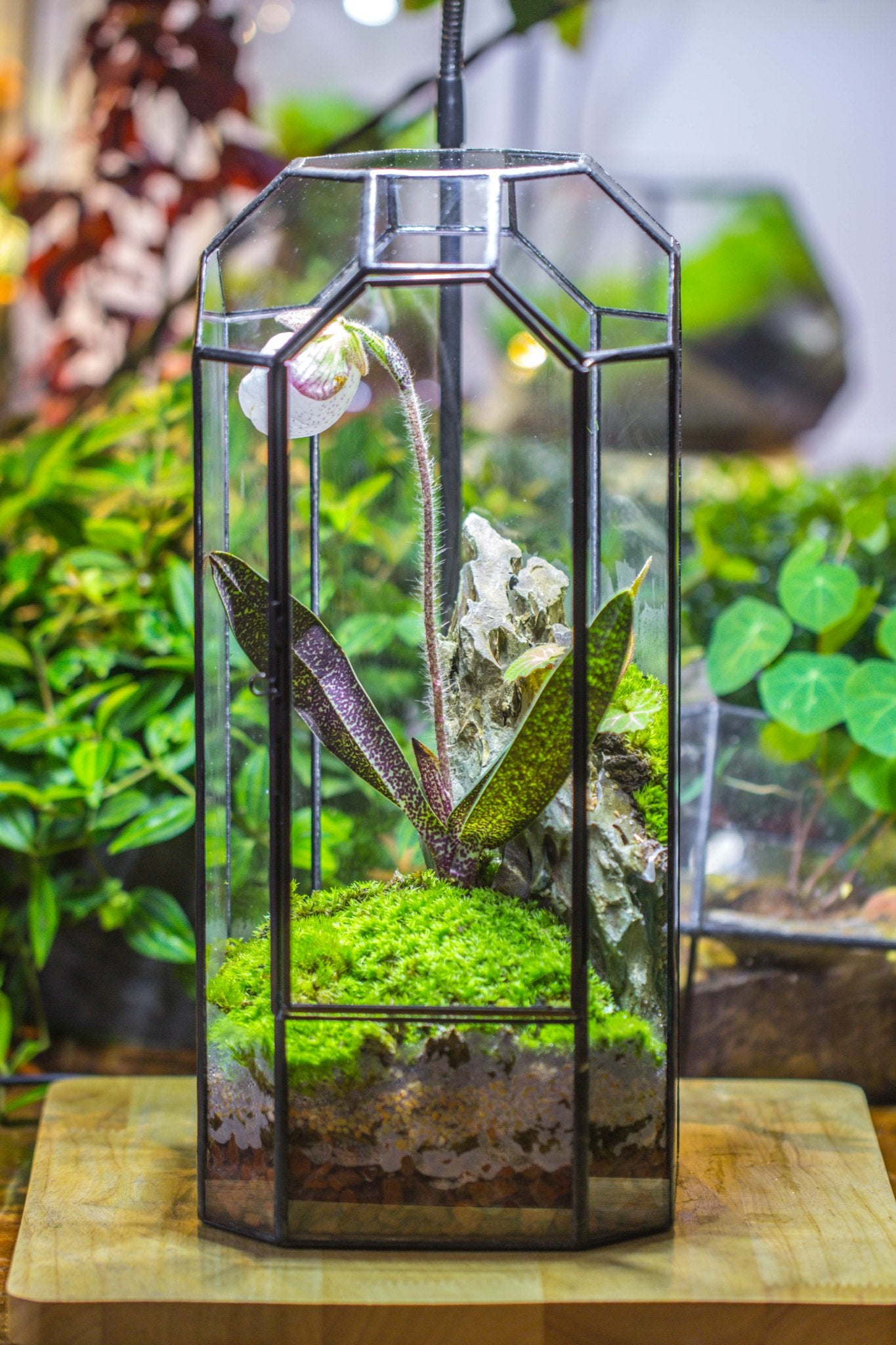 Vintage Tall Octagon Geometric Tin Glass Terrarium , 12.6" , close, suitable for tall plants, orchid, small begonia Pitcher, Micro landscape - with white light set - NCYPgarden