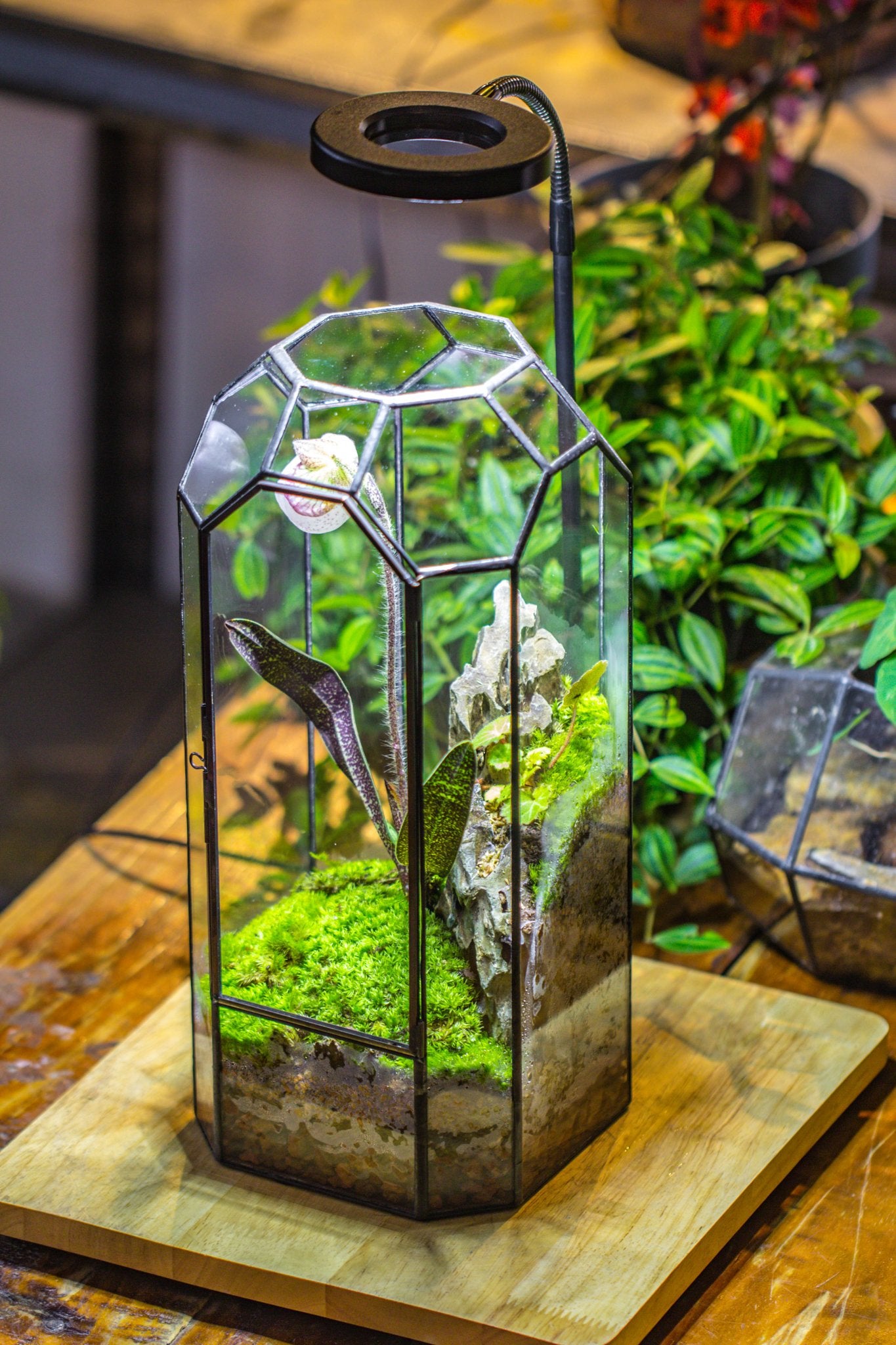 Vintage Tall Octagon Geometric Tin Glass Terrarium , 12.6" , close, suitable for tall plants, orchid, small begonia Pitcher, Micro landscape - with white light set - NCYPgarden