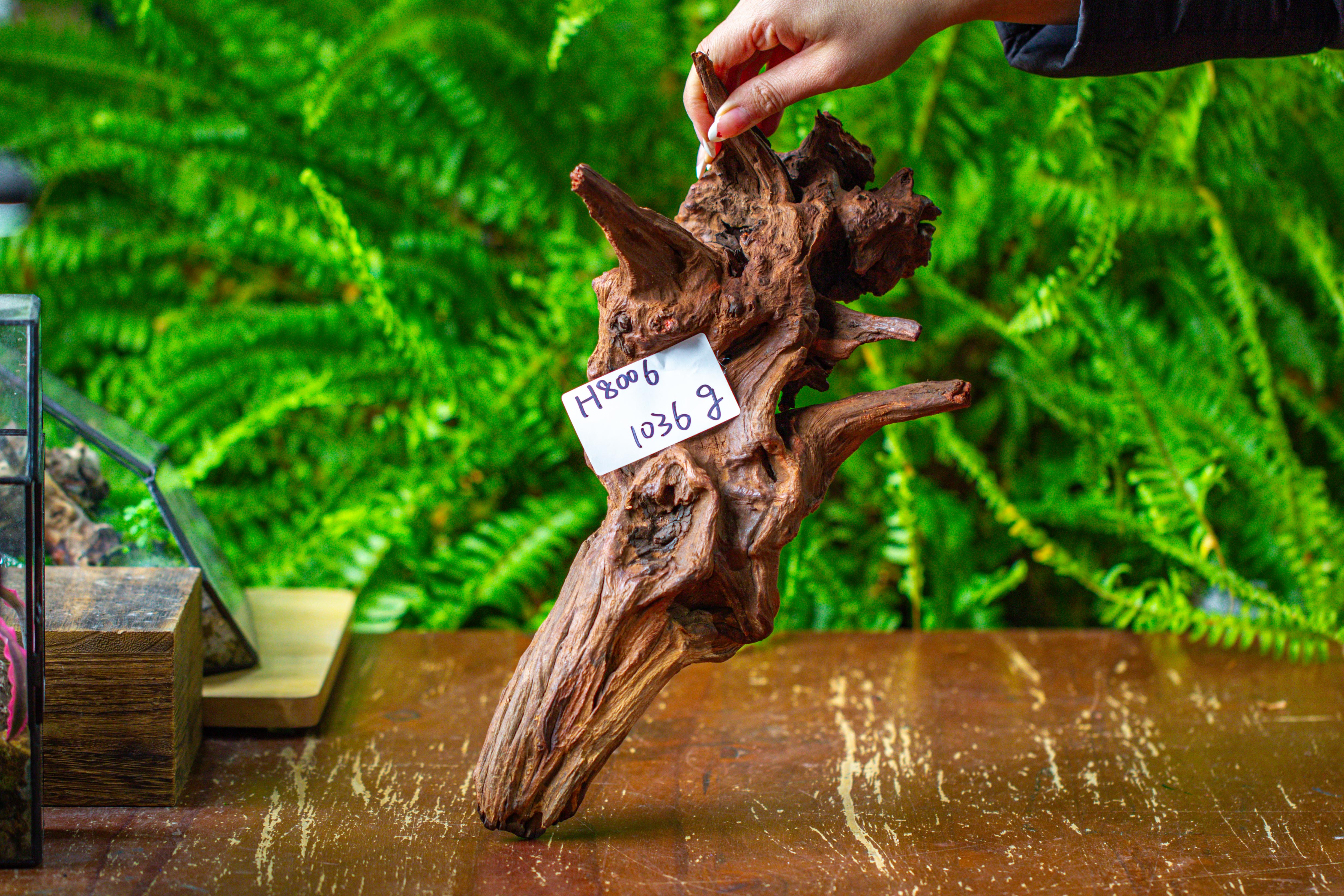 driftwood for moss terrarium, miniature, micro landscape, H8006 - NCYPgarden