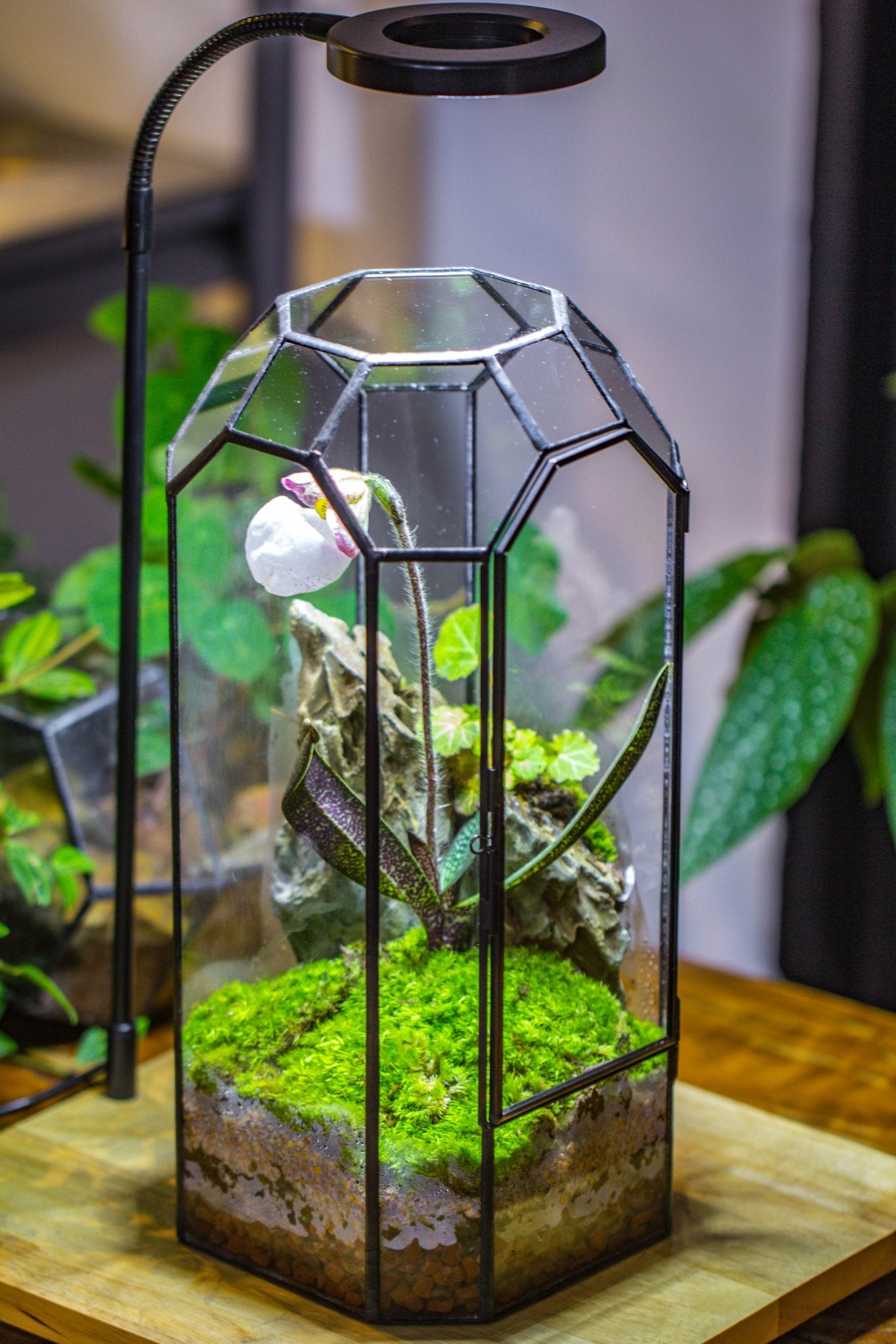 Vintage Tall Octagon Geometric Tin Glass Terrarium , 12.6" , close, suitable for tall plants, orchid, small begonia Pitcher, Micro landscape - with white light set - NCYPgarden