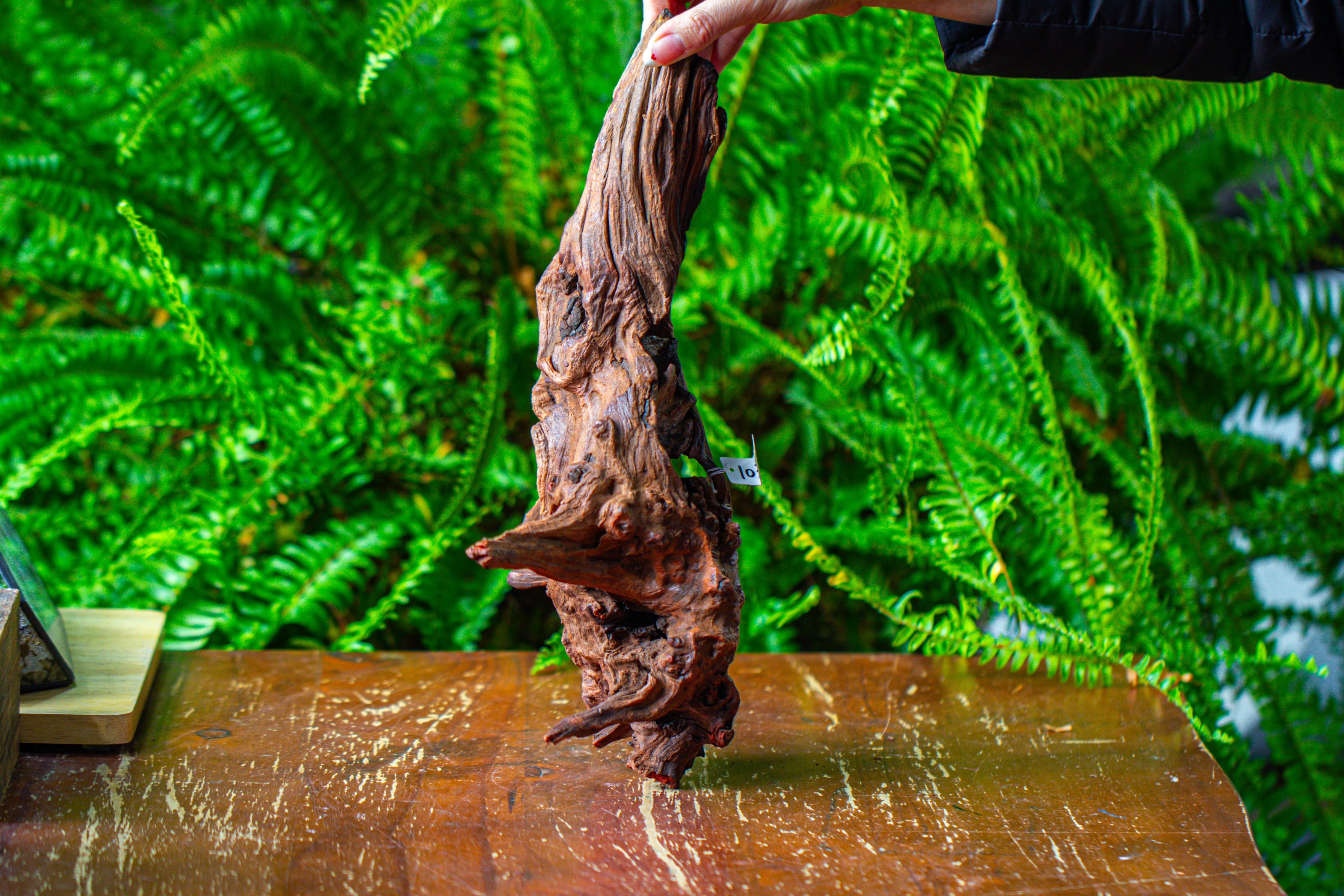 driftwood for moss terrarium, miniature, micro landscape, H8006 - NCYPgarden