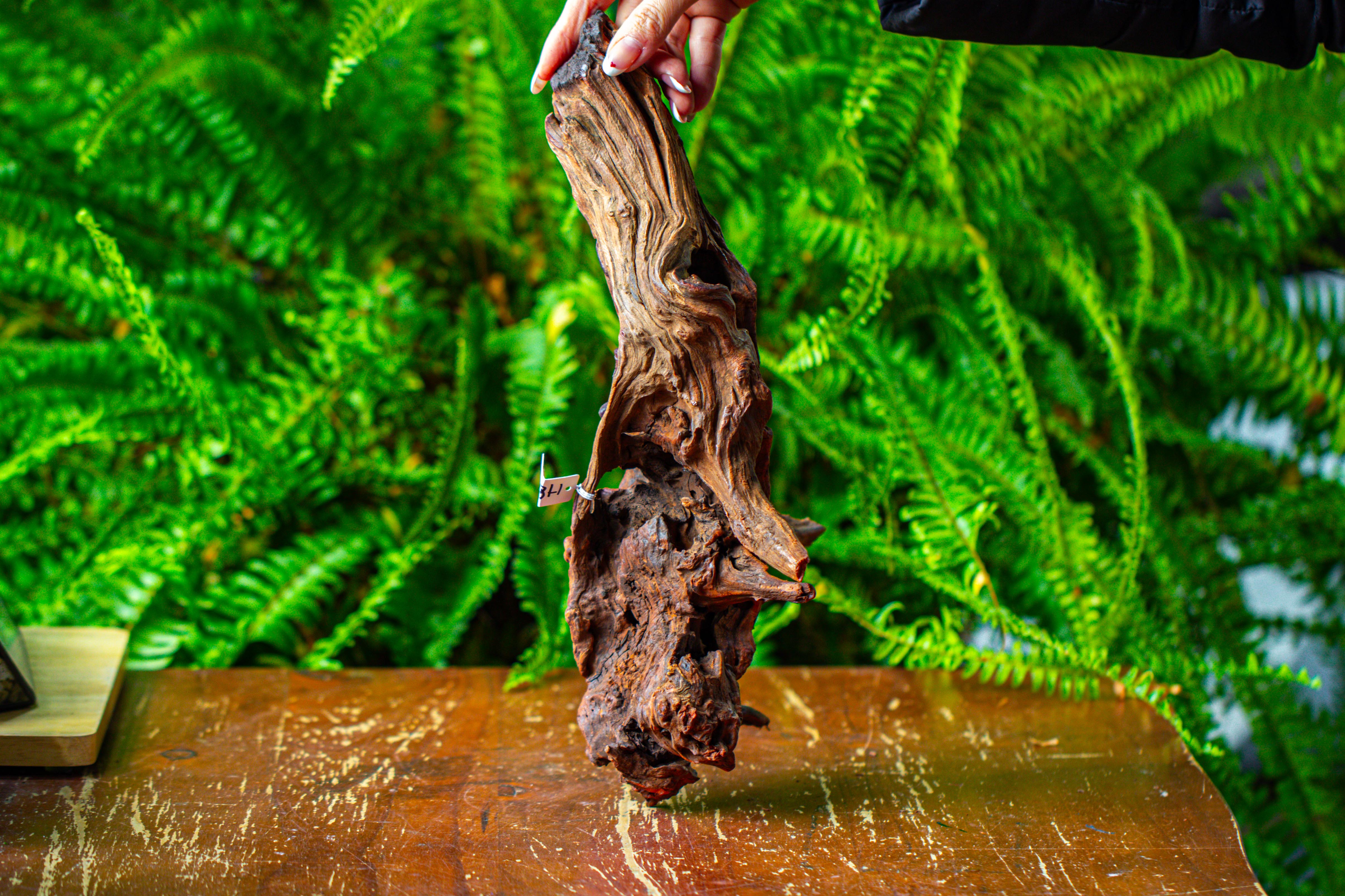 driftwood for moss terrarium, miniature, micro landscape, H8006 - NCYPgarden
