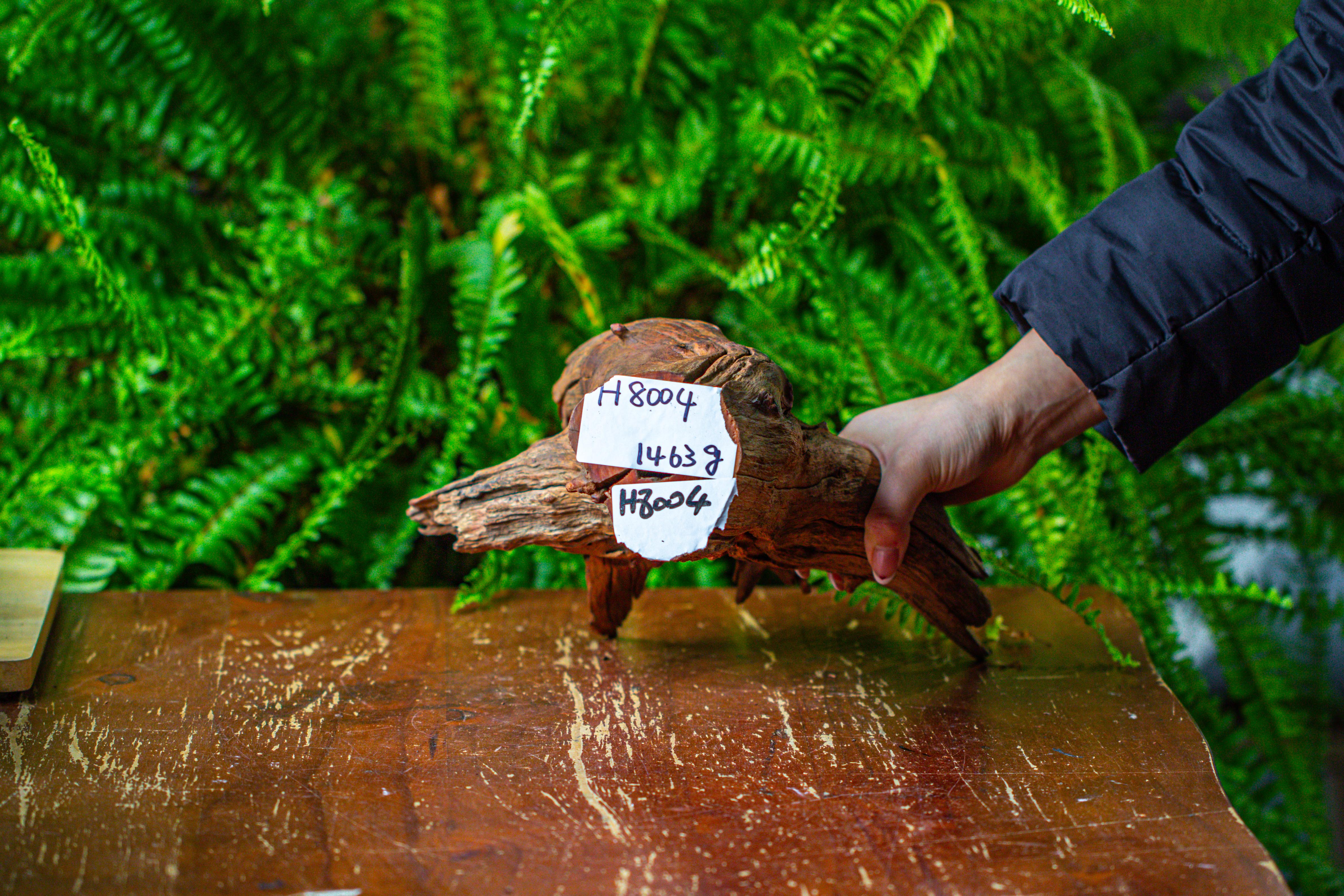 driftwood for moss terrarium, miniature, micro landscape, H8004 - NCYPgarden