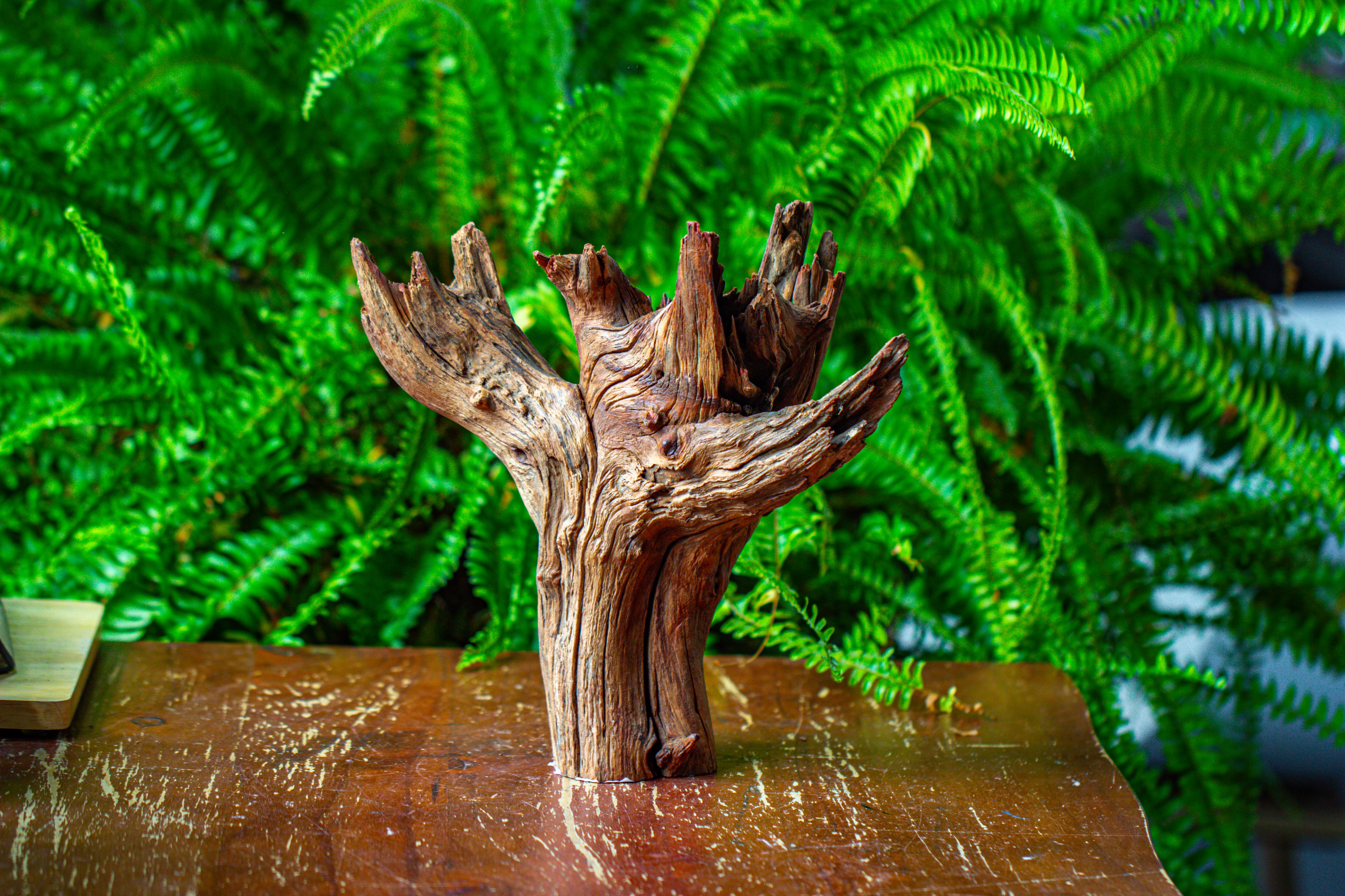 driftwood for moss terrarium, miniature, micro landscape, H8004 - NCYPgarden