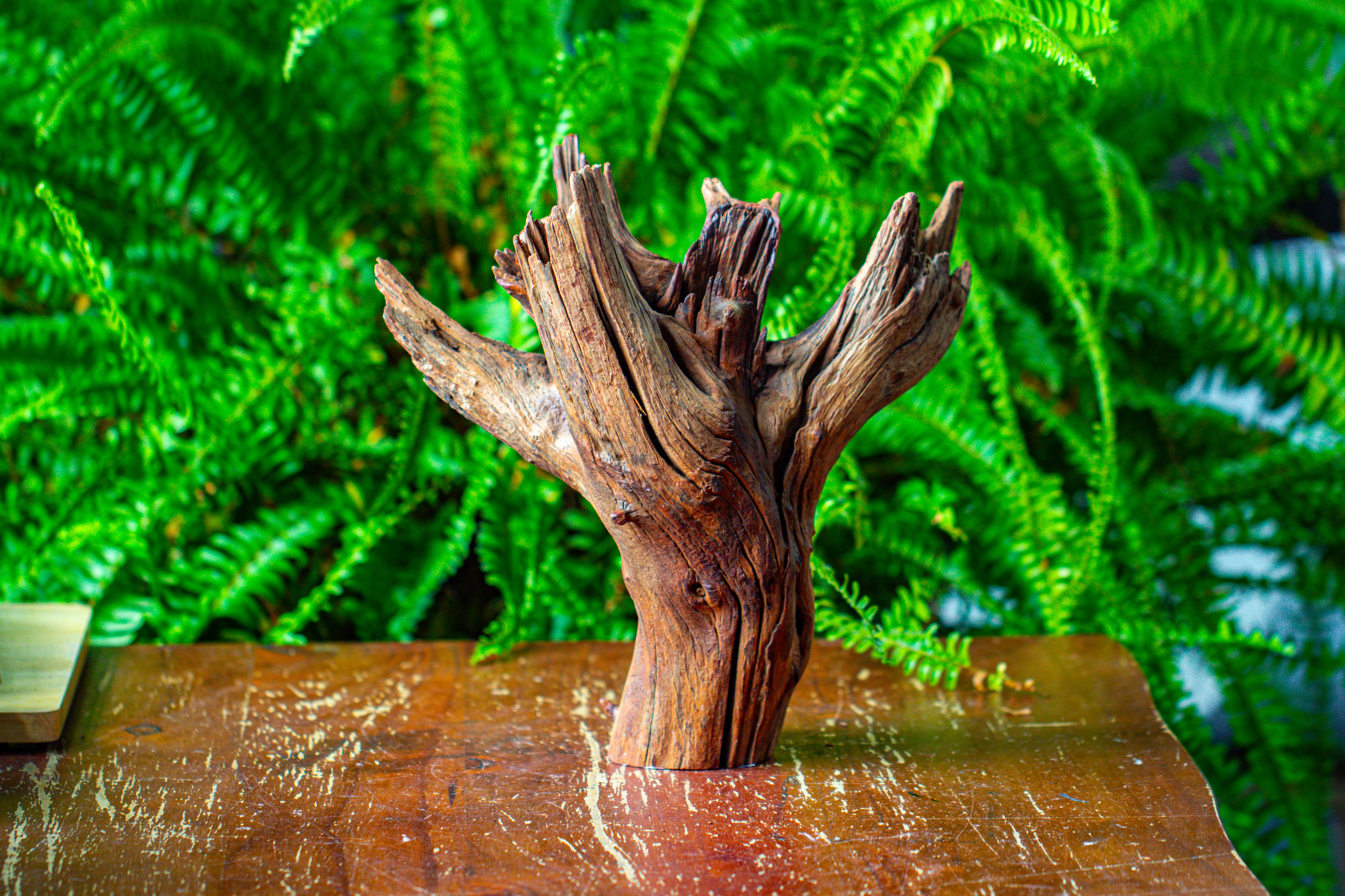 driftwood for moss terrarium, miniature, micro landscape, H8004 - NCYPgarden