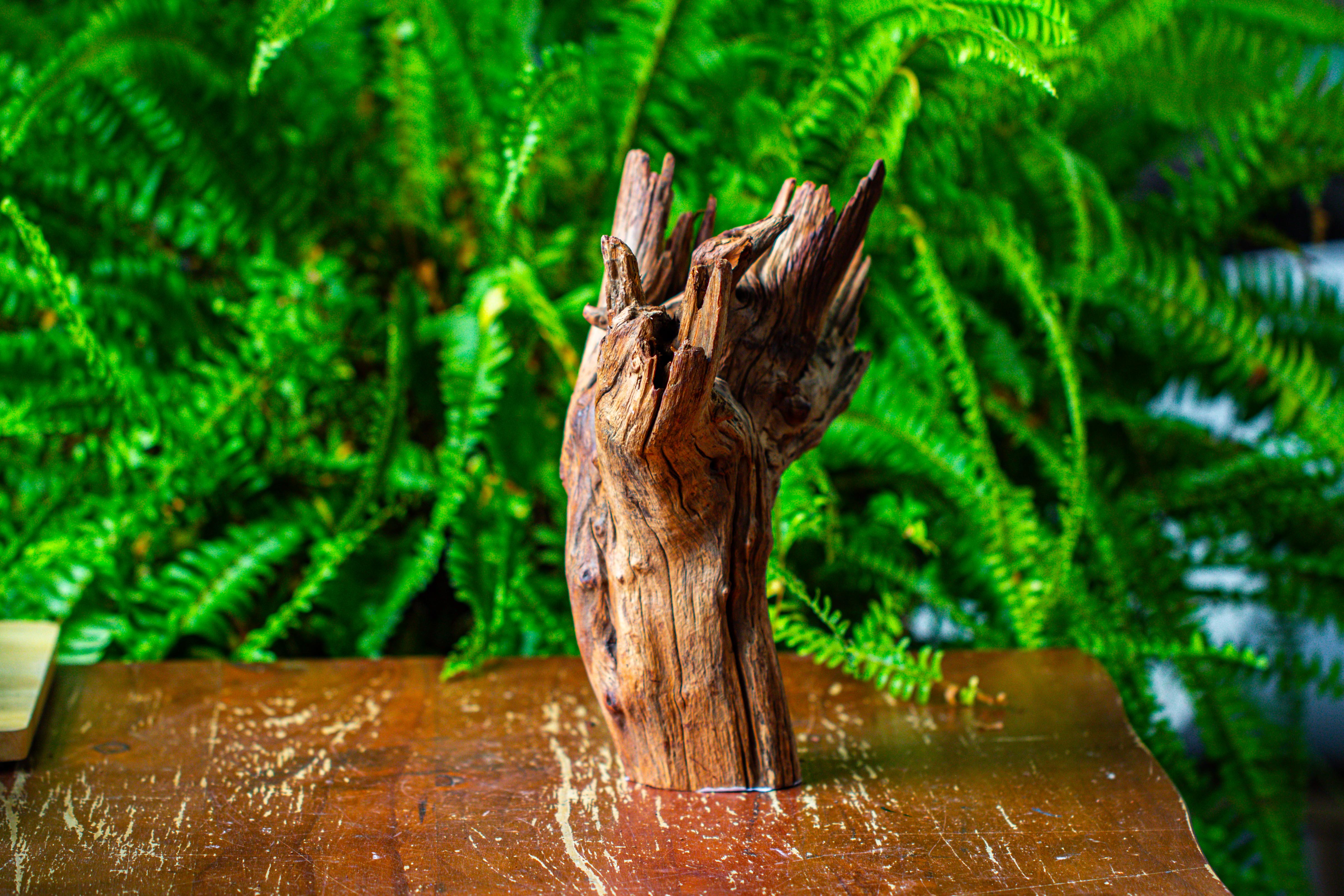 driftwood for moss terrarium, miniature, micro landscape, H8004 - NCYPgarden