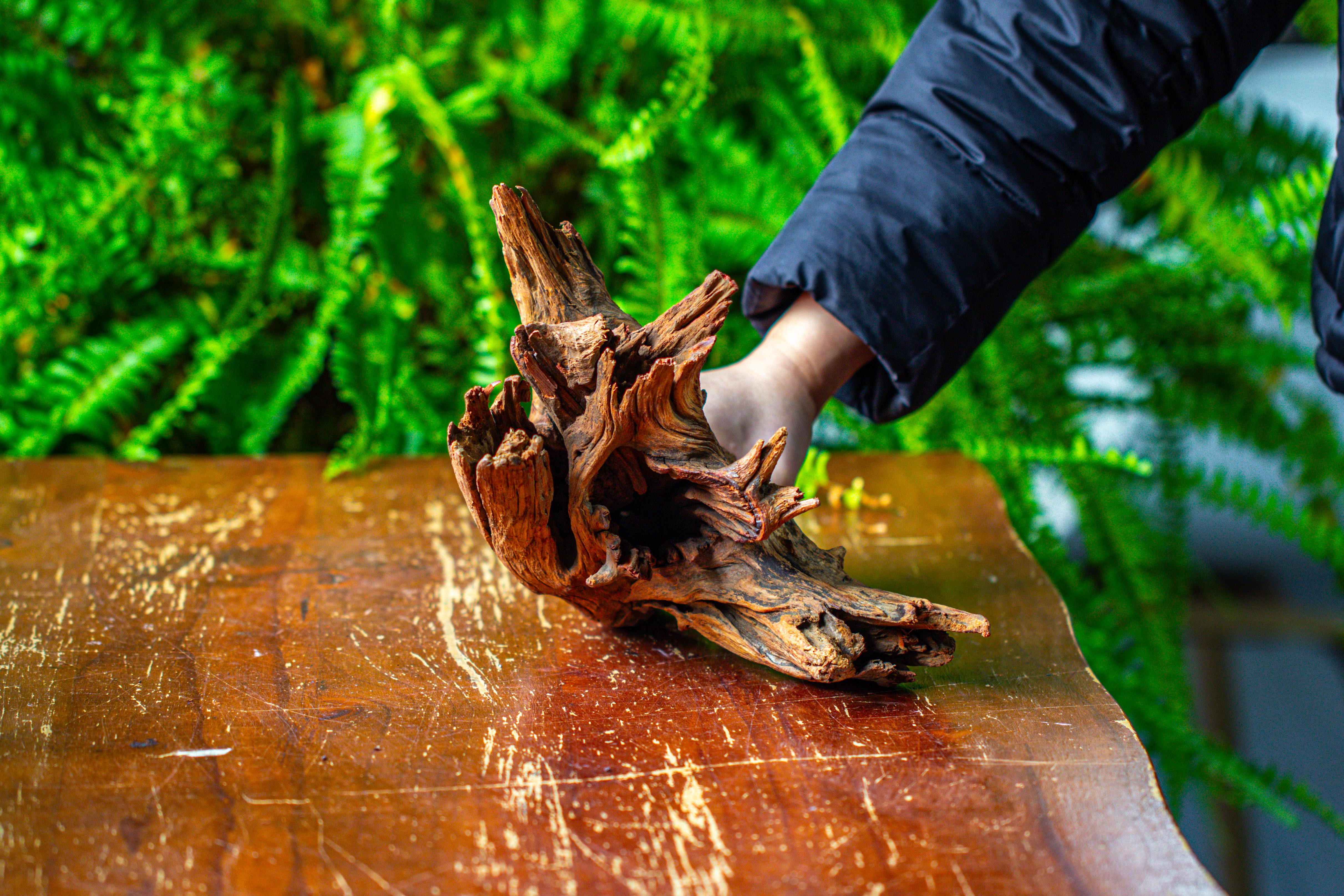 driftwood for moss terrarium, miniature, micro landscape, H8004 - NCYPgarden