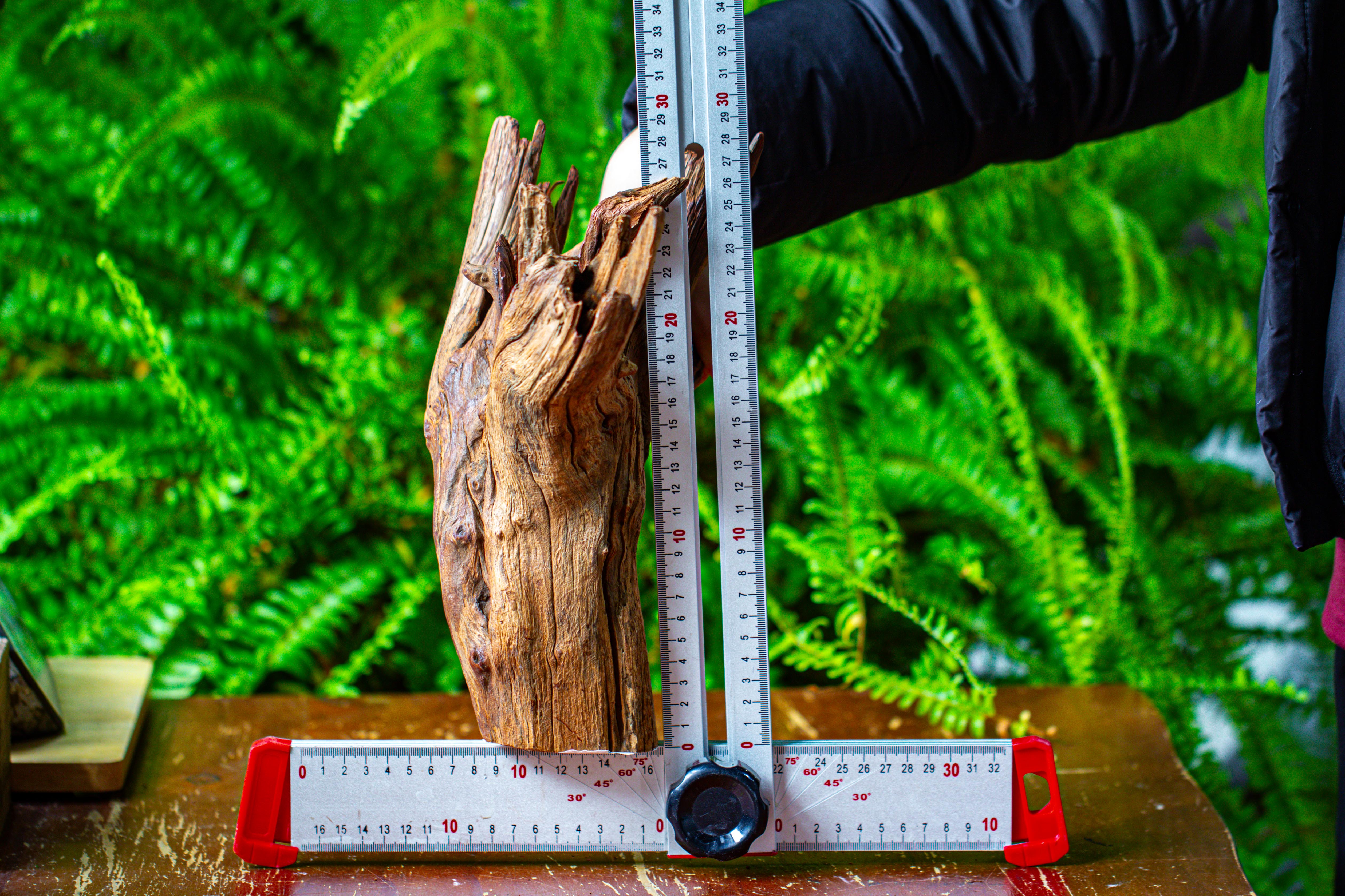 driftwood for moss terrarium, miniature, micro landscape, H8004 - NCYPgarden