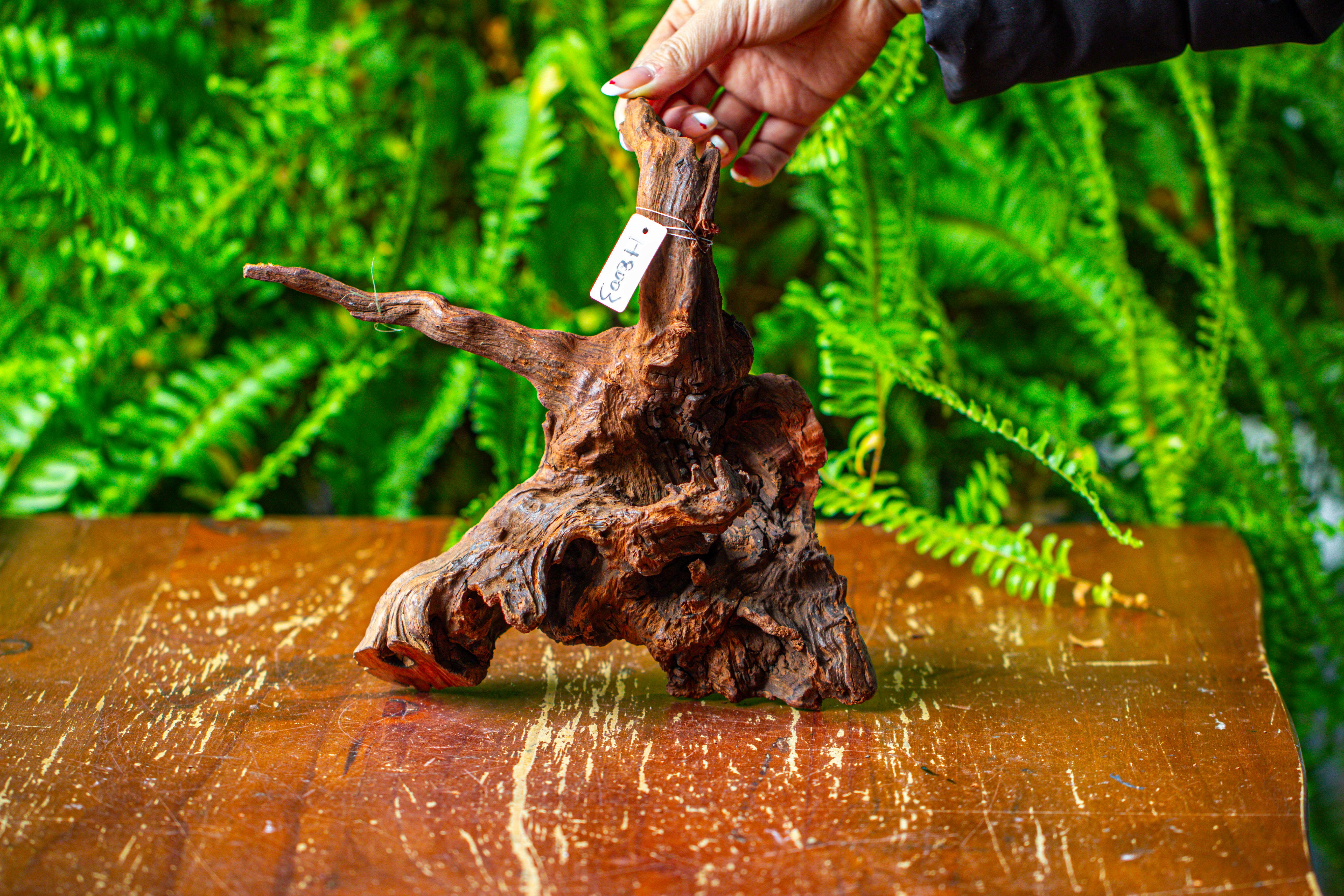 driftwood for moss terrarium, miniature, micro landscape, H8003 - NCYPgarden