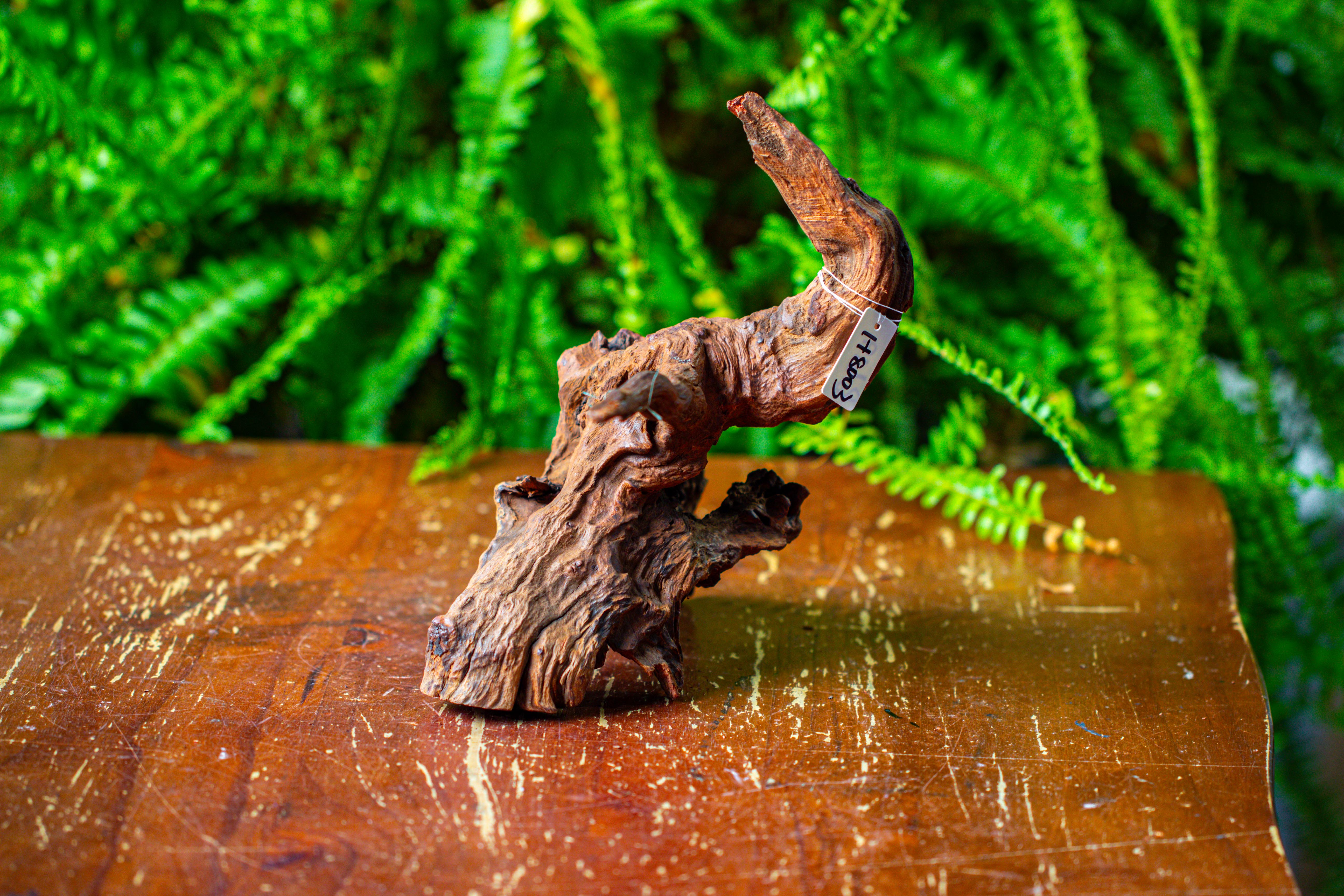 driftwood for moss terrarium, miniature, micro landscape, H8003 - NCYPgarden