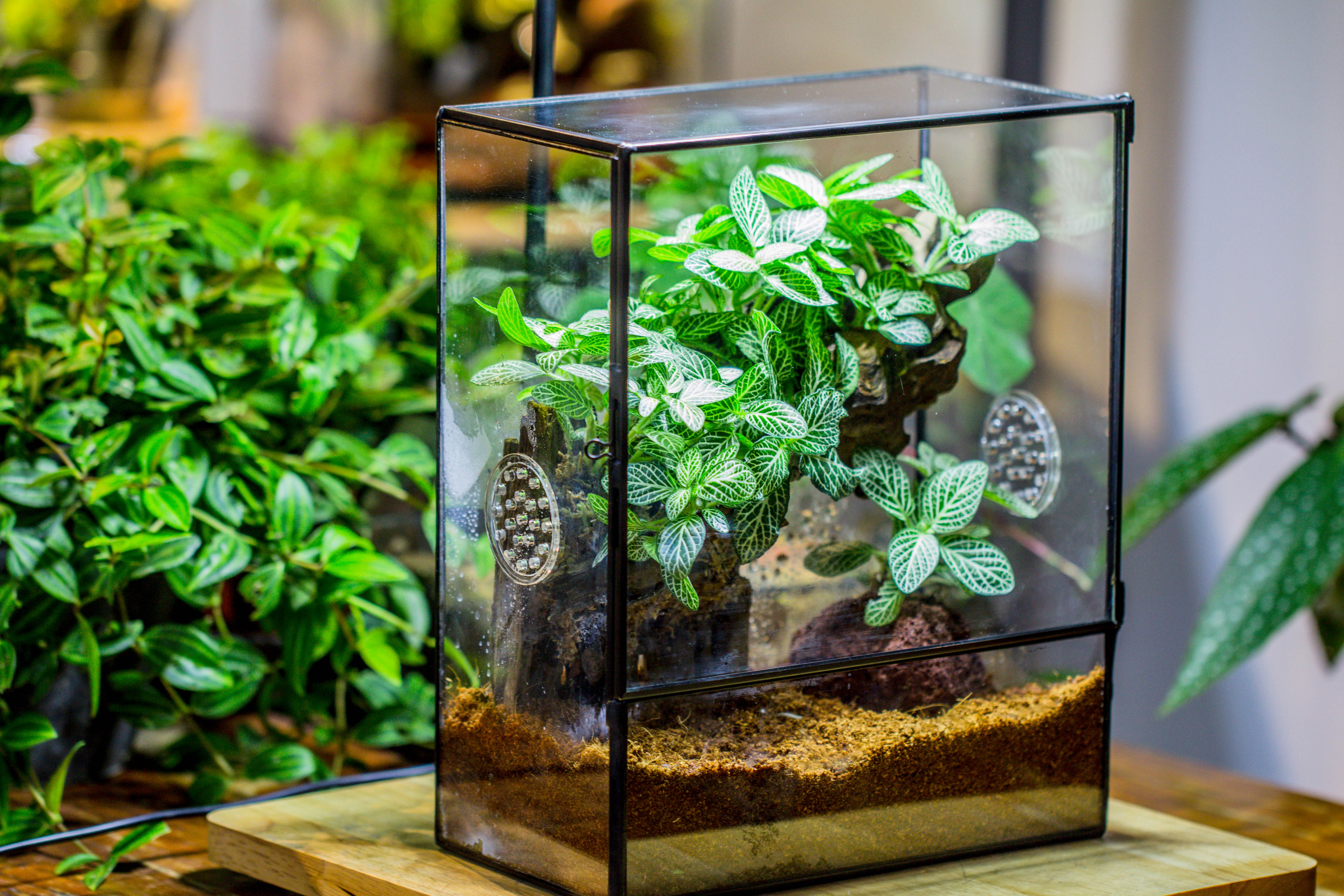 Close Geometric Glass Tin Terrarium with 3 Vents , 8x10" with side door, for insects, snail , spider, micro landscape  -with white light set - NCYPgarden