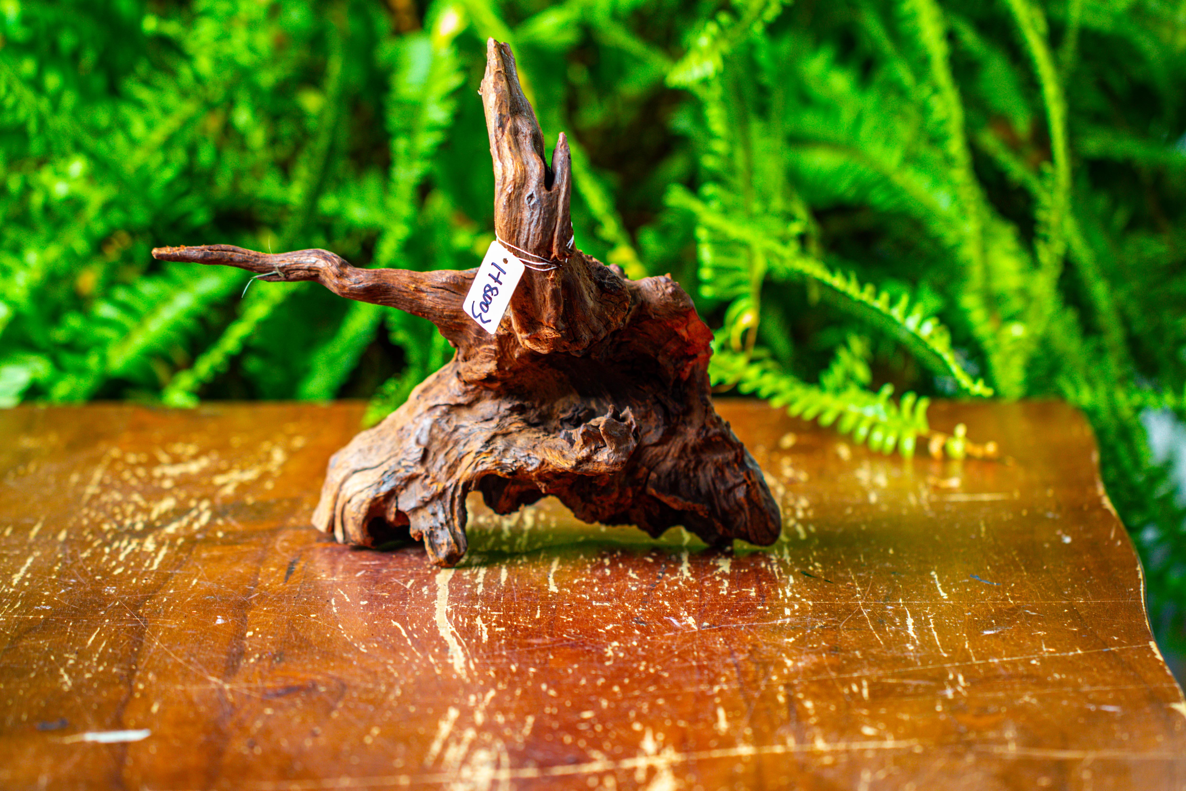 driftwood for moss terrarium, miniature, micro landscape, H8003 - NCYPgarden