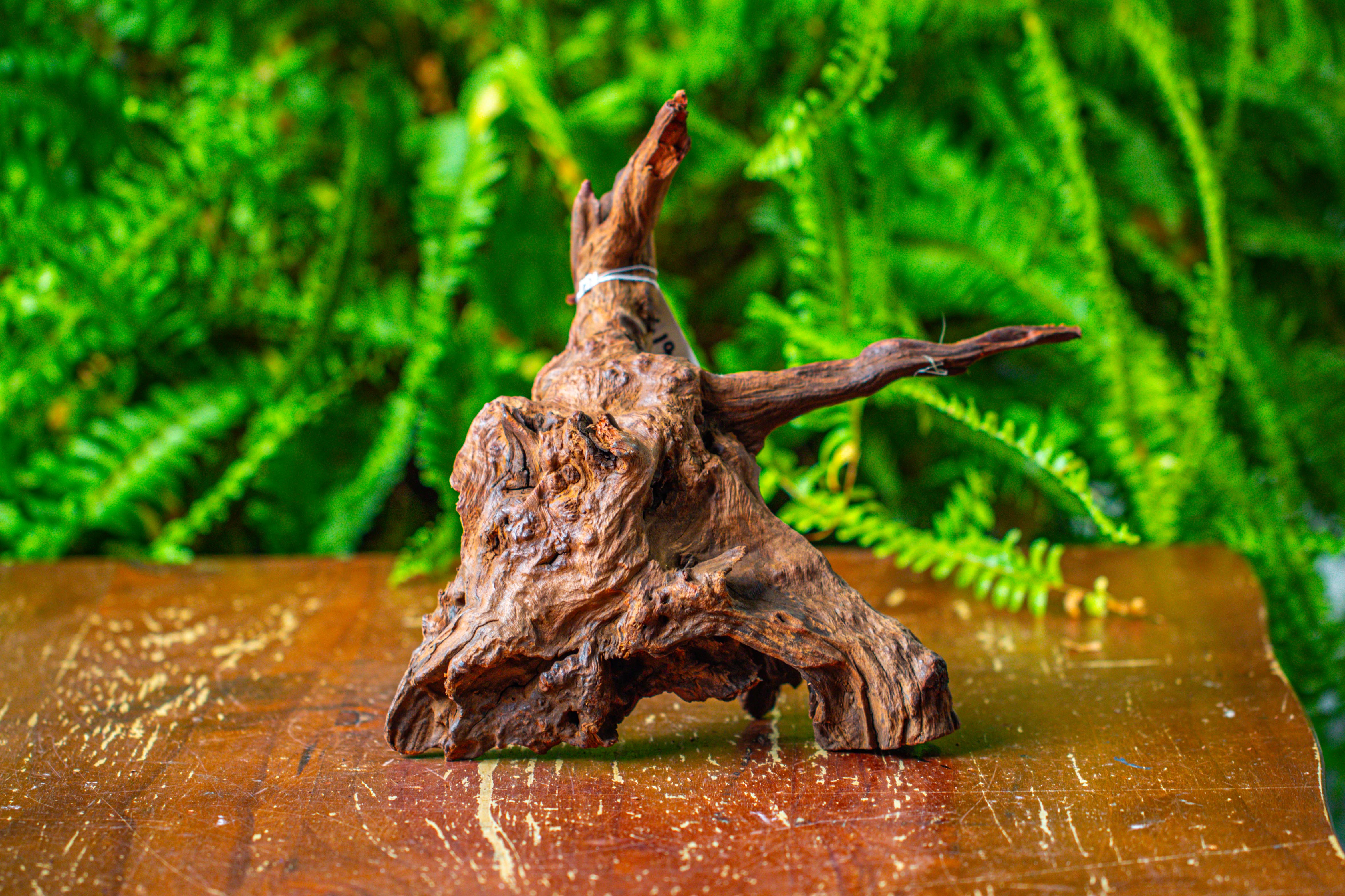 driftwood for moss terrarium, miniature, micro landscape, H8003 - NCYPgarden