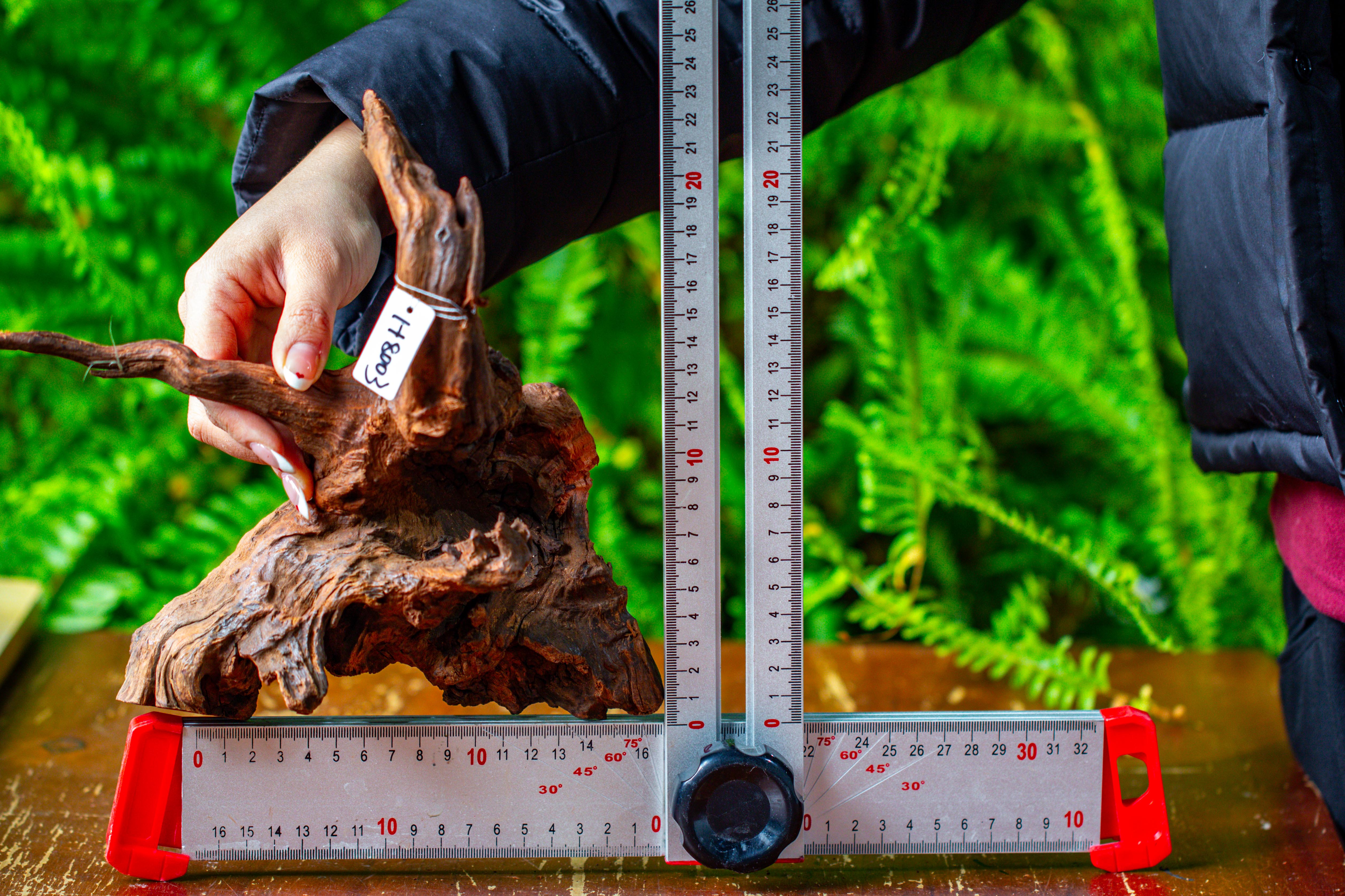 driftwood for moss terrarium, miniature, micro landscape, H8003 - NCYPgarden