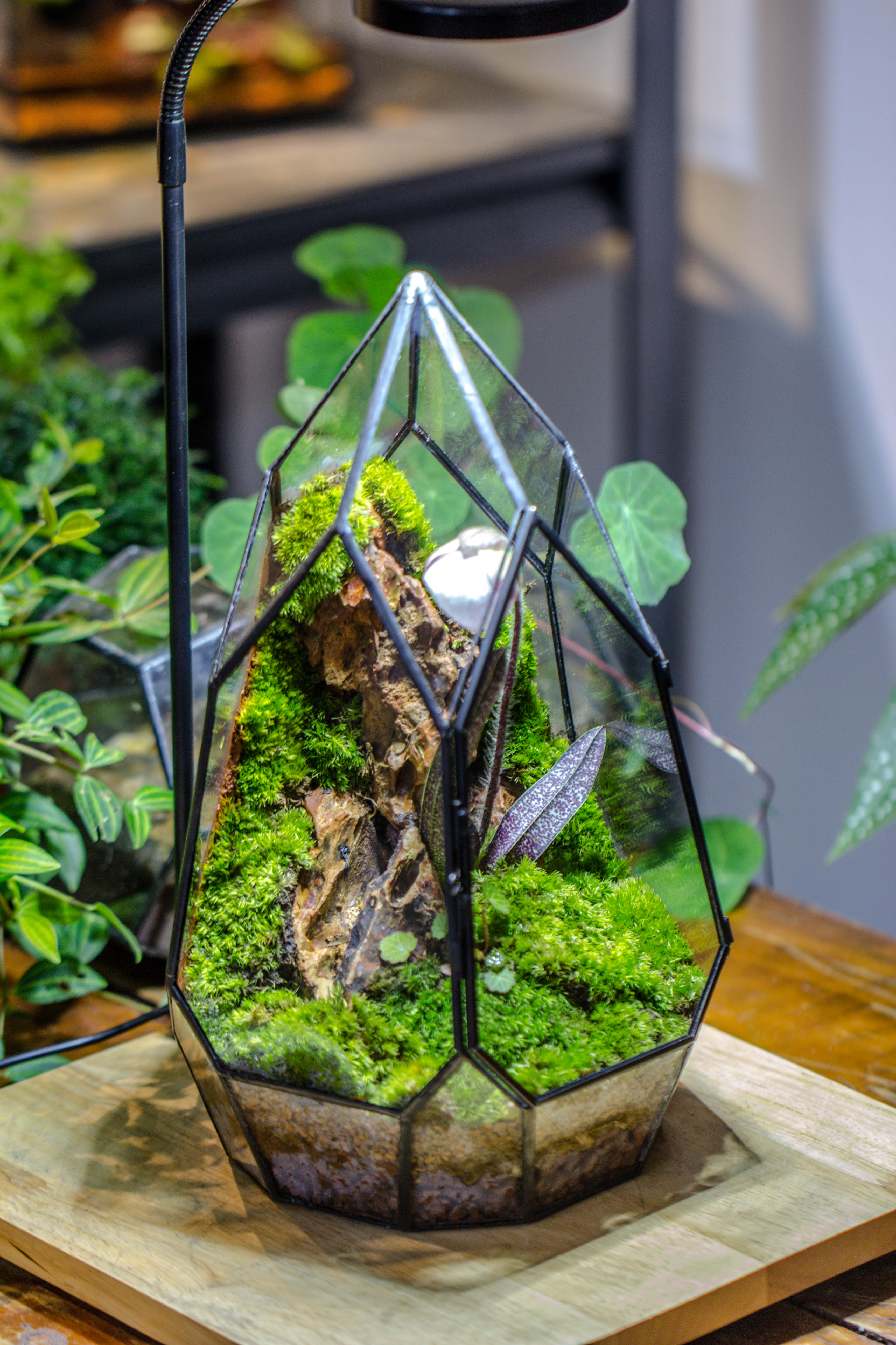 Cliff terrarium project: Live Moss Cliff TearDrop Close Terrarium Building Kit with matching LED Grow Light and Base - NCYPgarden