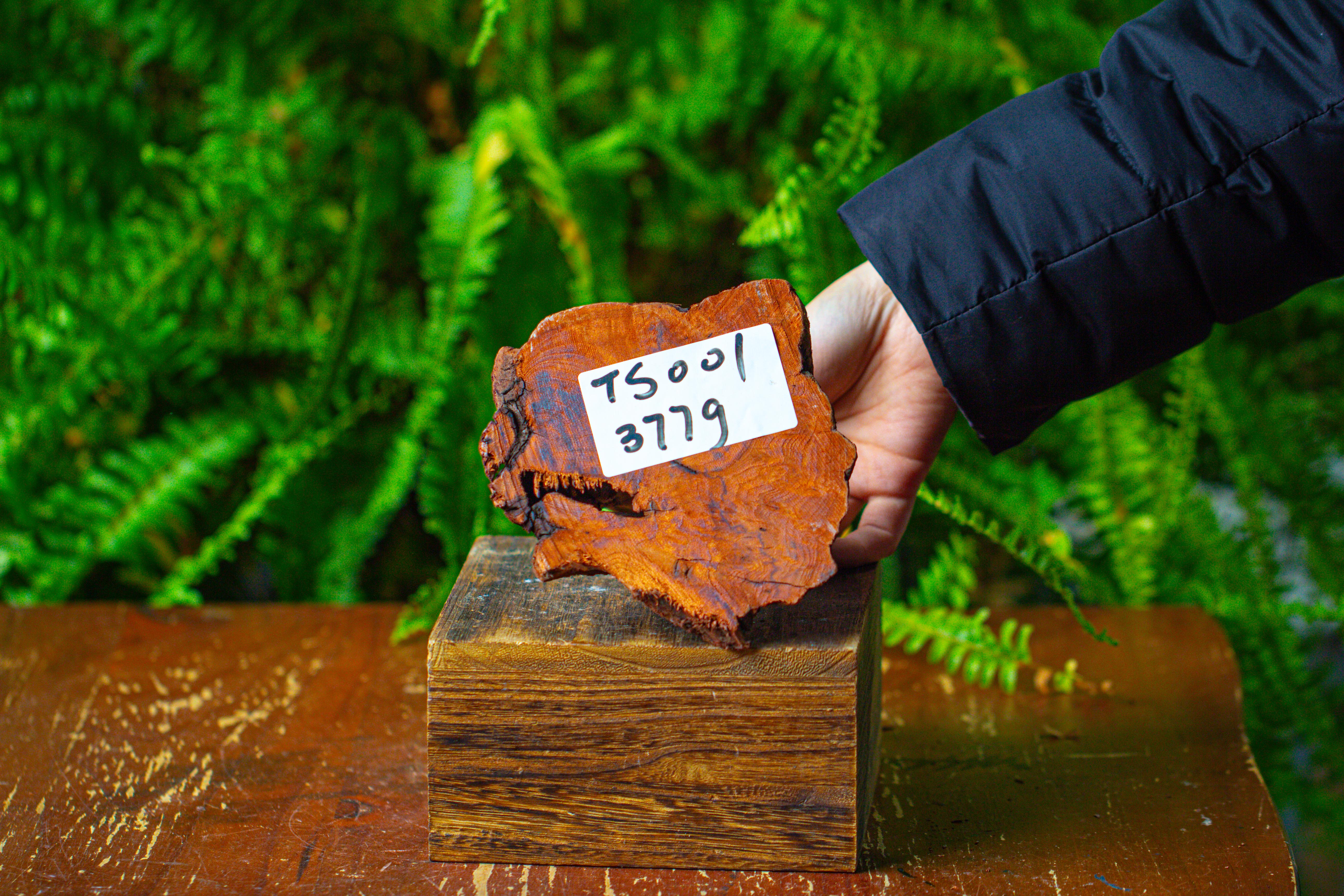 driftwood for moss terrarium, miniature, micro landscape,TS001 - NCYPgarden