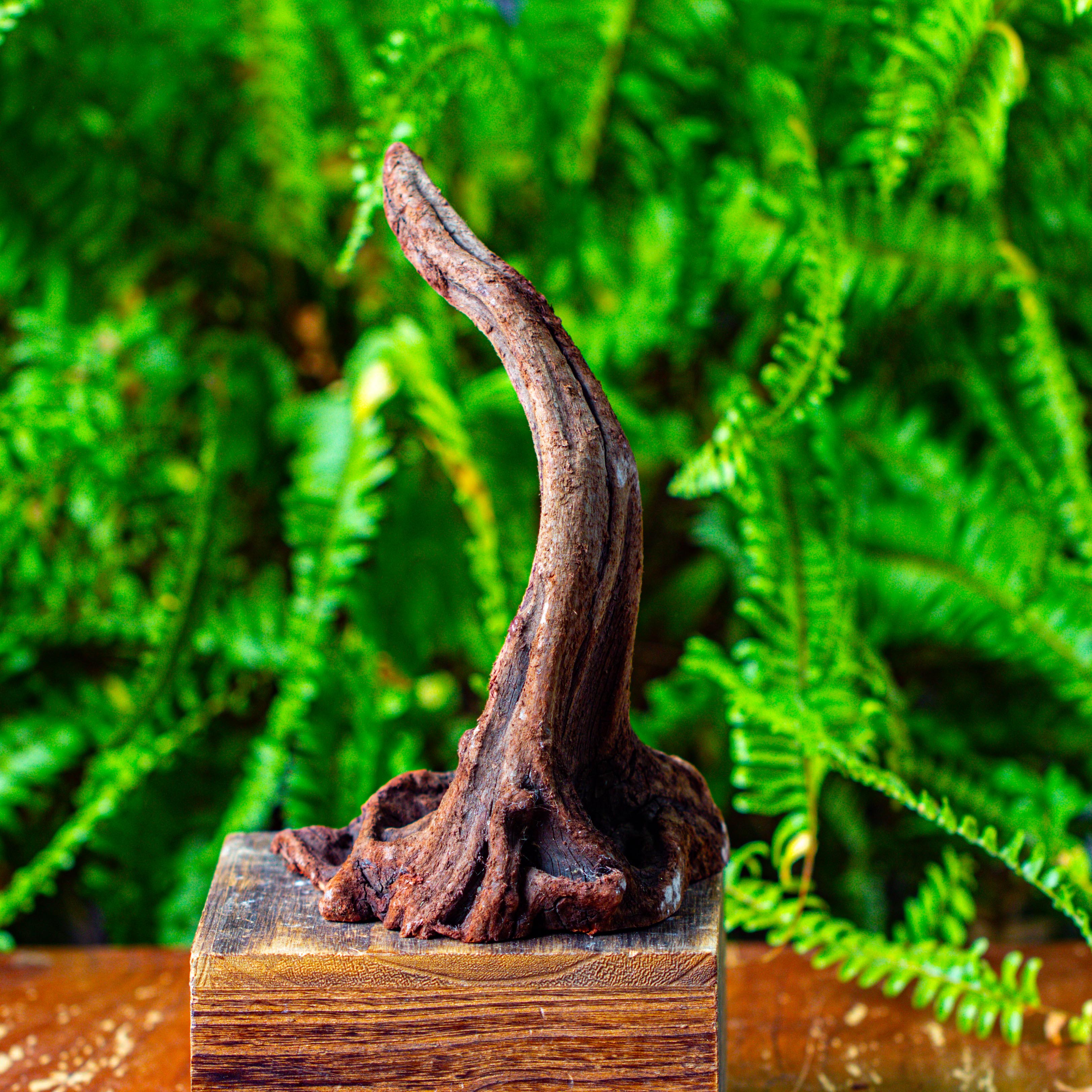 driftwood for moss terrarium, miniature, micro landscape,TS001 - NCYPgarden